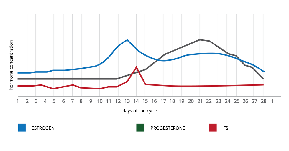 Schemat przedstawiający regulację hormonalną cyklu menstruacyjnego wskazujący na zapłodnienie komórki jajowej. Na schemacie są opisy: stężenie hormonów, dni cyklu, estrogeny, progesteron, FSH. Diagram showing the hormonal regulation of the menstrual cycle indicating the fertilization of an egg. The diagram includes descriptions of: hormone concentration, days of the cycle, estrogen, progesterone, FSH . Co to jest estrogen?