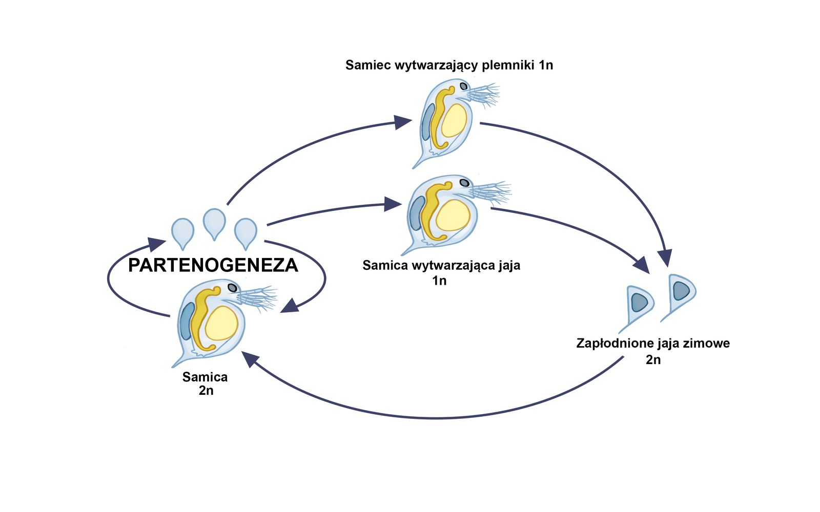 Schemat cyklu rozwojowego rozwielitki. U rozwielitek występuje cykliczna partenogeneza. Na schemacie od samicy 2n, która wytwarza jaja, są strzałki od jaj do samicy i od samicy do jaj. Następnie od samicy jest strzałka do samca wytwarzającego plemniki 1n oraz do samicy wytwarzającej jaja 1n. Od samca i samicy wytwarzających jaja biegną strzałki do zapłodnionych jaj zimowych 2n. Od nich strzałka biegnie do samicy 2n, od której zaczął się opis schematu.  