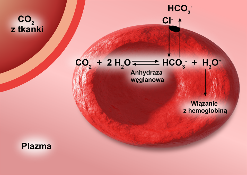 Ilustracja przedstawia krwinkę czerwoną znajdującą się w plazmie w niedalekiej odległości od tkanki, a także oraz równania reakcji, które zachodzą w jej wnętrzu. Dwutlenek węgla pochodzi z tkanki. W obecności enzymu, anhydrazy węglanowej reaguje z dwiema cząsteczkami wody, prowadząc do powstawania anionu wodorowęglanowego oraz jonu oksoniowego, ktory to jest wiązany z hemoglobiną. Jon wodorowęglanowy zostaje wydalony do plazny poza erytrocyt, a na jego miejsce zostaje wprowadzony z plazmy anion chlorkowy, zatem następuje wymiana. Równanie reakcji: C O indeks dolny, dwa, koniec indeksu dolnego, plus, dwa H indeks dolny, dwa, koniec indeksu dolnego, O strzałki równowagowe H C O indeks dolny, trzy, koniec indeksu dolnego, indeks górny, minus, koniec indeksu górnego, plus, H indeks dolny, trzy, koniec indeksu dolnego, O indeks górny, plus, koniec indeksu górnego.
