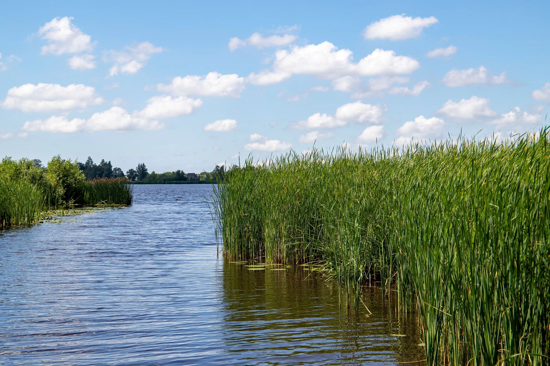 Zdjęcie przedstawia porośnięty wysoką, trzciną brzeg jeziora w słoneczny dzień. Trzcina wyrasta częściowo z wody i składa się z długich, smukłych, zielonych łodyg z długimi liśćmi rosnącymi ku górze.