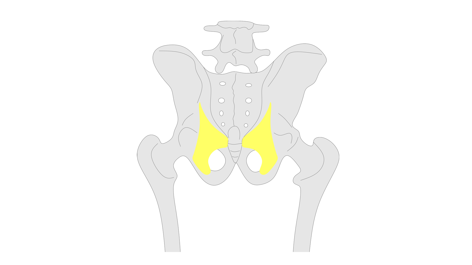 Rycina pod tytułem: Więzadło krzyżowo‑guzowe po prawej i lewej stronie ciała. Grafika ze schematycznym przedstawieniem miednicy człowieka. Na schemacie zostały zaznaczone więzadła krzyżowo‑guzowe, biegnące od krawędzi kości krzyżowej do kości kulszowej. 
