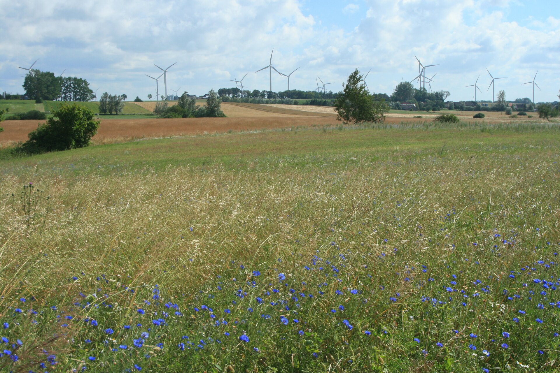 Zdjęcie przedstawia równinę falistą. Na zdjęciu na pierwszym planie znajdują się niebieskie łąkowe kwiaty, gęsta trawa na lekko pochylonym terenie, w oddali ukazują się pola z nielicznymi drzewami oraz wiatraki.