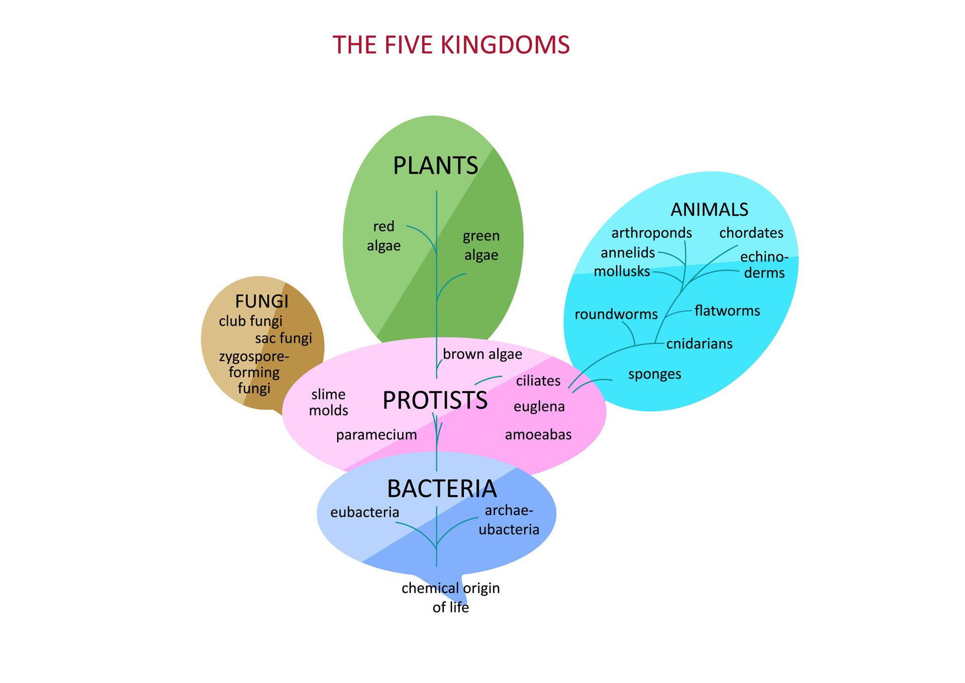 Ilustracja przedstawia schematycznie podział organizmów takich jak rośliny, zielenice, glony, protisty, bakterie. Podział podpisano: bakterie, protisty, cyjanobakterie, euglena, zielone algi czerwone algi, rośliny. Klamra z lewej: rośliny, klamra z prawej: algi