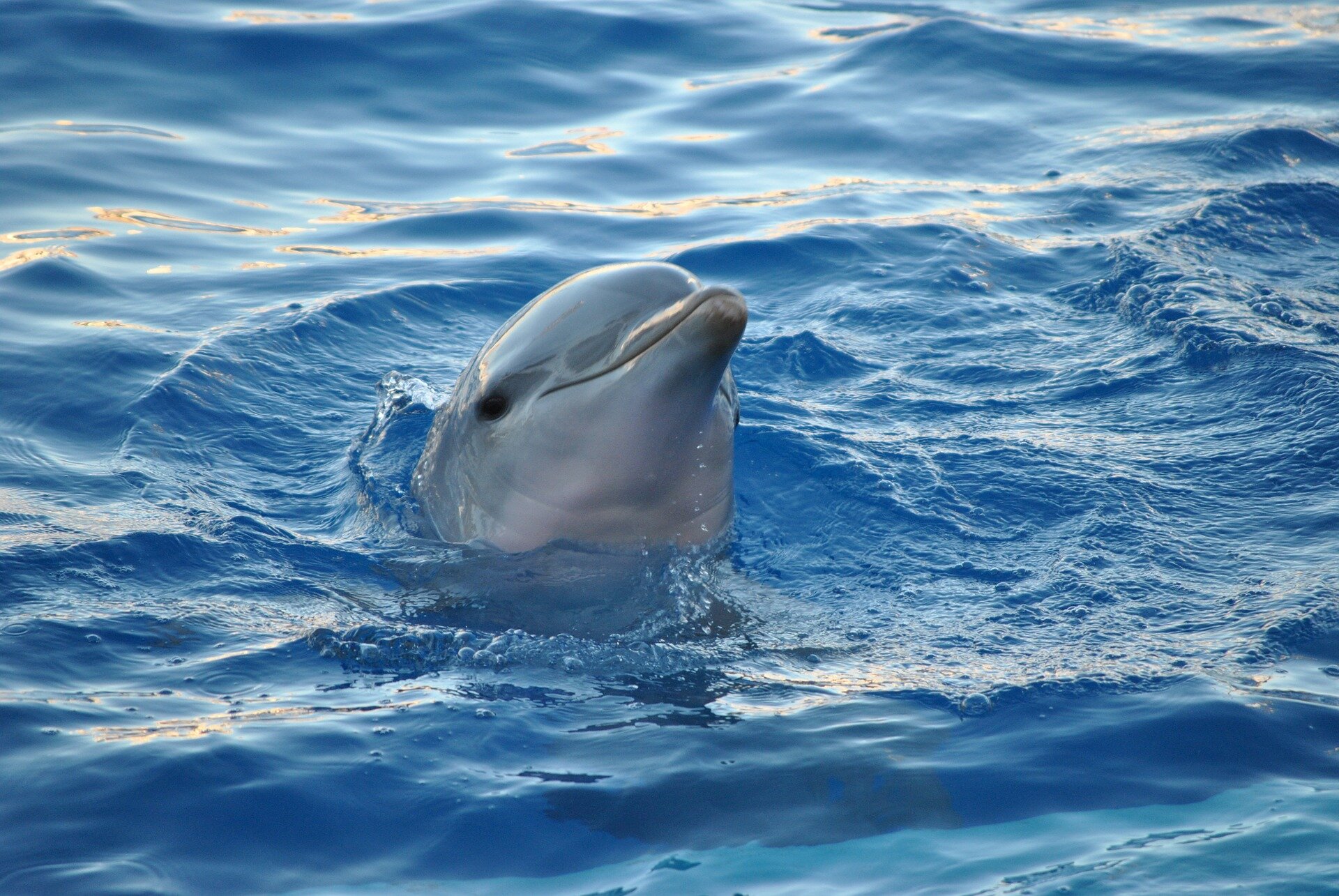 Delfin Delfin Źródło: zoostar, domena publiczna.
