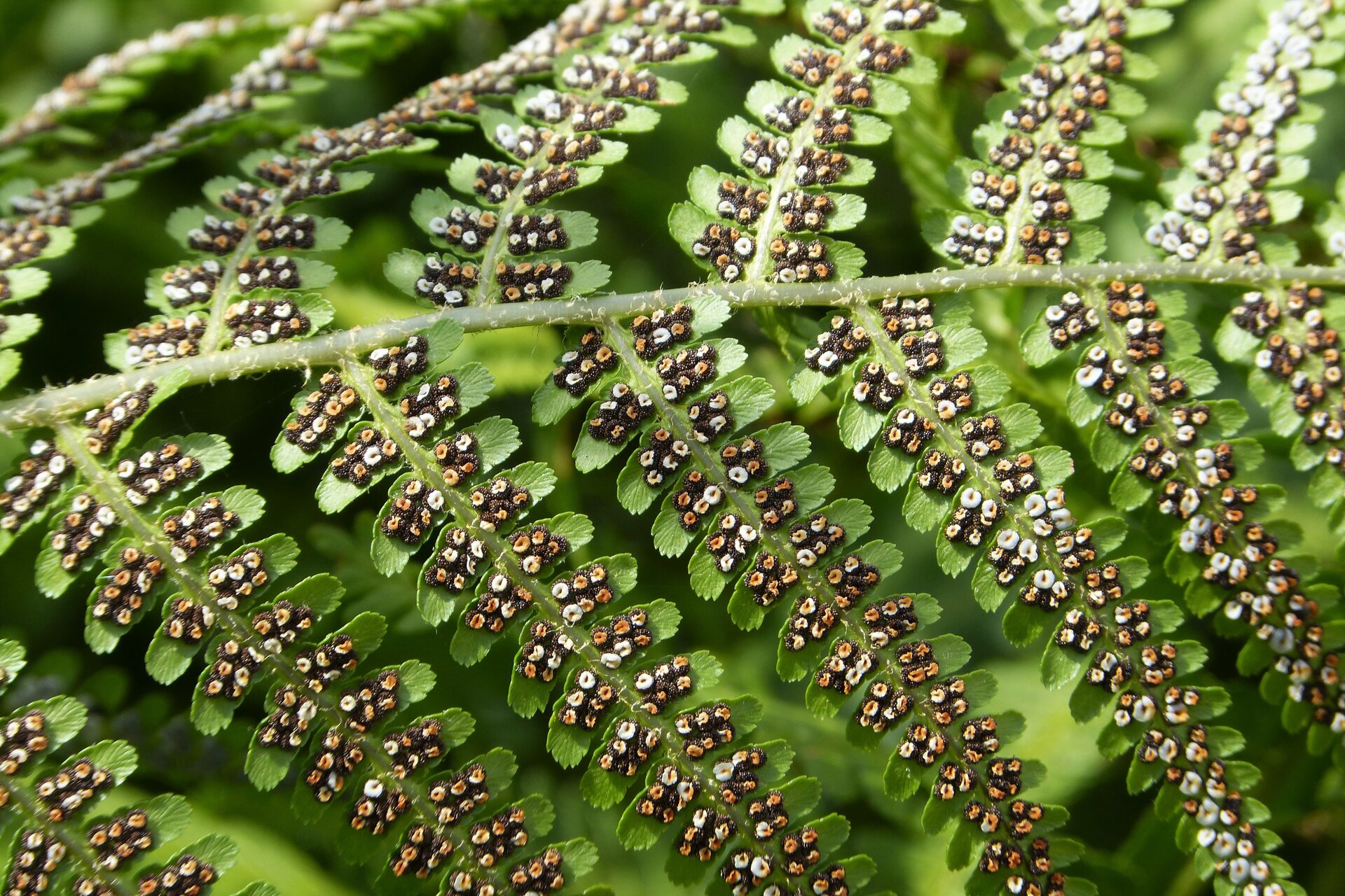 Zdjęcie przedstawia liście paproci od wewnętrznej strony. Widoczne są na niej zarodniki. Są to niewielkie, okrągłe elementy z brązową obwolutą i białym oraz kremowym środkiem.