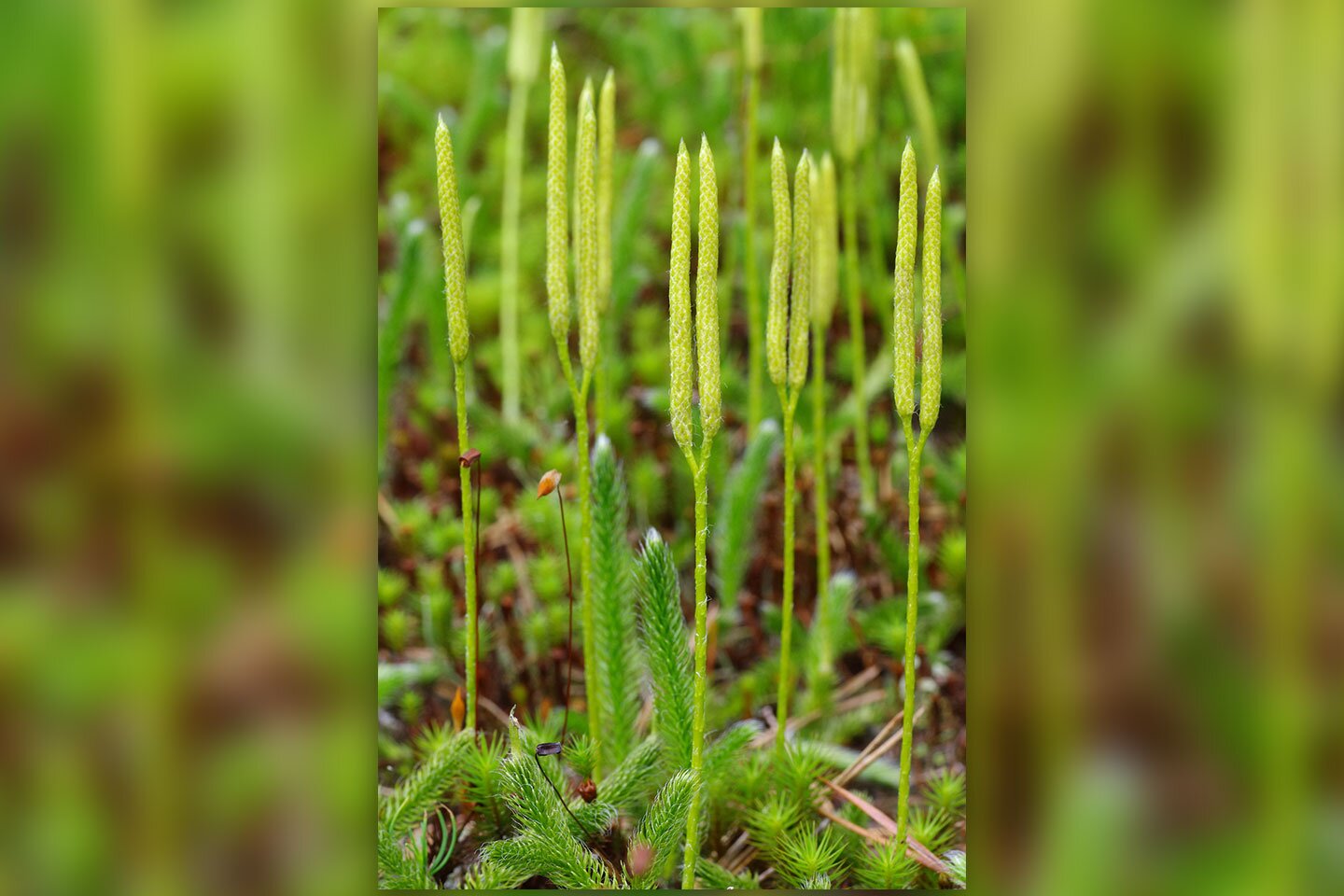 Fotografia prezentuje wzniesiony pęd widłaka goździstego. Cienkie, jasnozielone podwójne  słupki na jednej łodydze.