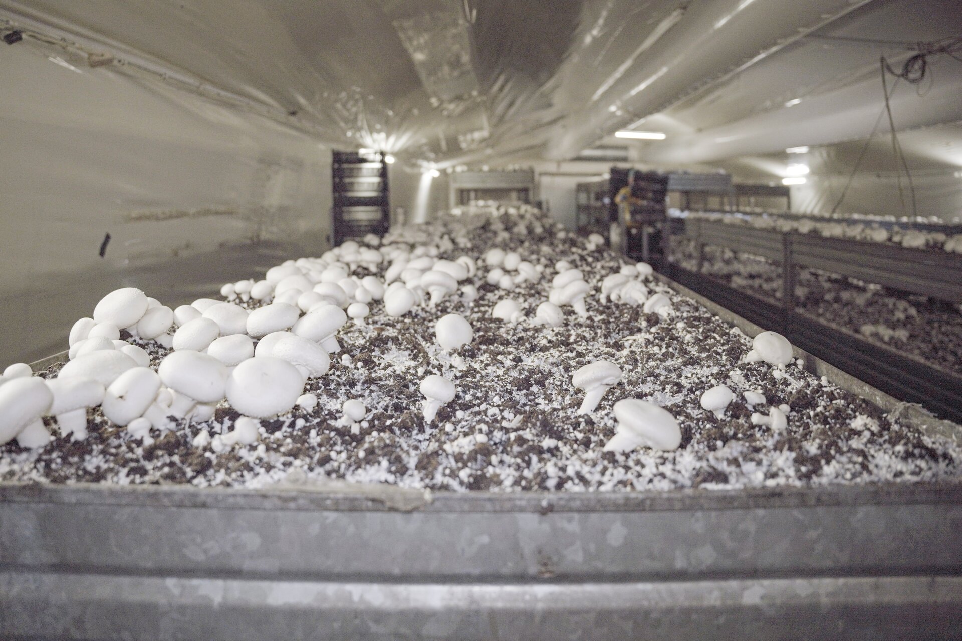 Zdjęcie przedstawia uprawę pieczarki. Widoczne jest zbliżenie na podłoże z pieczarkami, umieszczone na podłużnych regałach.