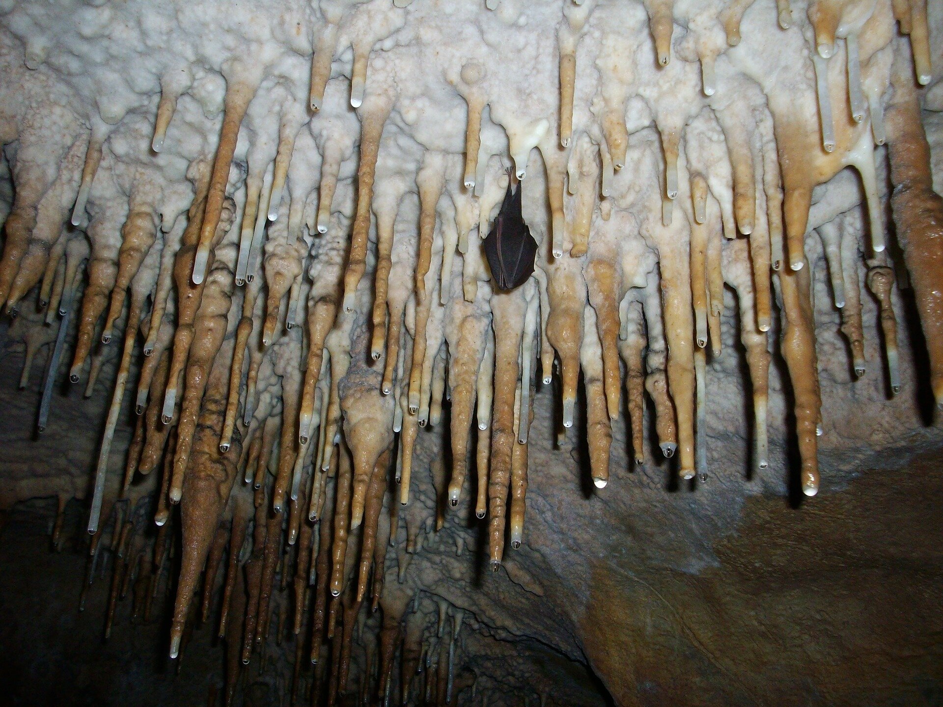 Zdjęcie przedstawia zwisające ze stropu jaskini stalaktyty - niewielkie stożki przypominające sople lodu, które tworzy węglan wapnia. Pomiędzy nimi wisi nietoperz.