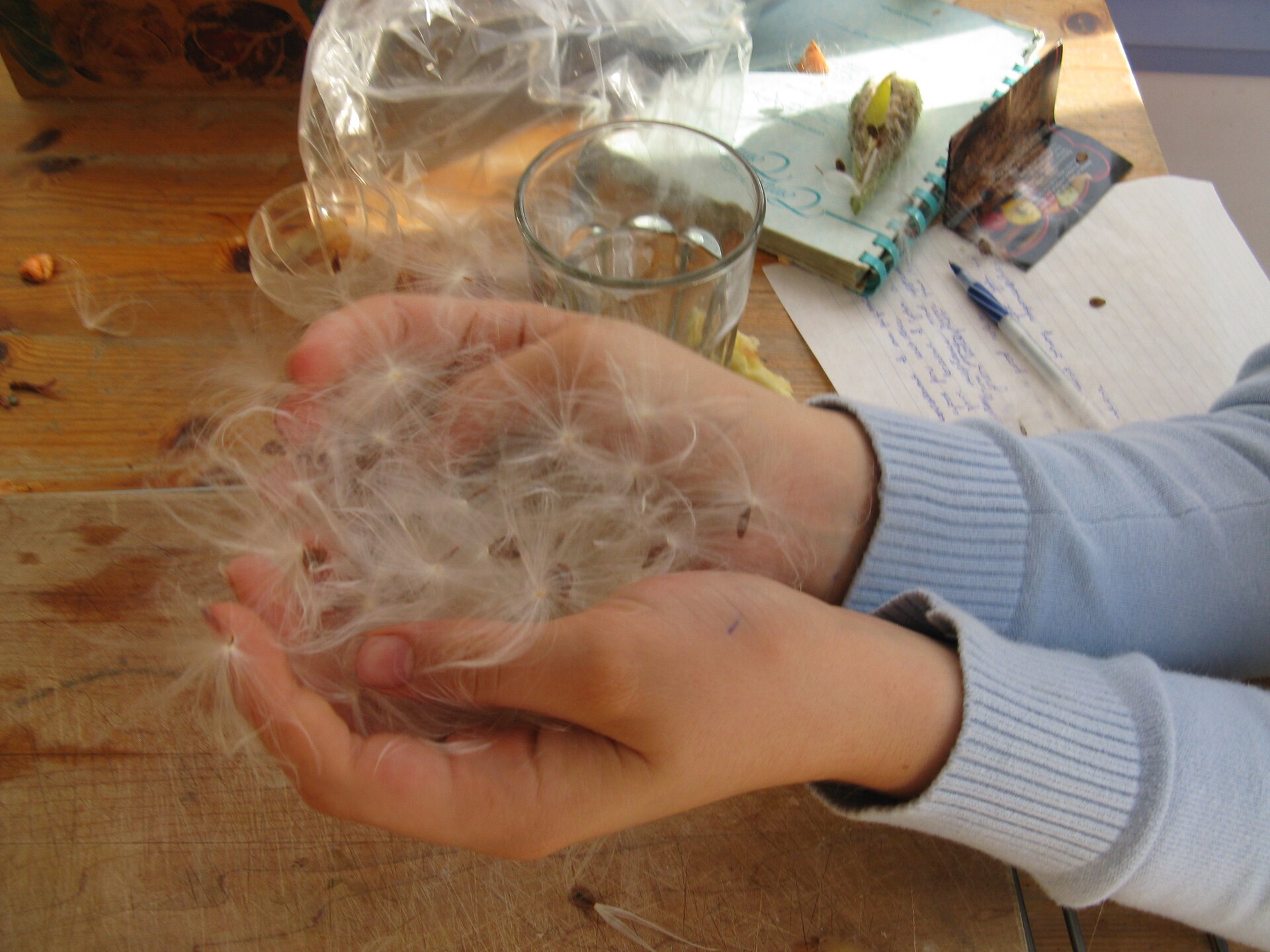 Zdjęcie przedstawia ludzkie dłonie. Są one odwrócone grzbietami do dołu. W dłoniach widać nasionka dmuchawców. Pod dłońmi widoczny jest stół. Stoi na nim szklanka, leży kartka, długopis, zeszyt i foliowa torba.