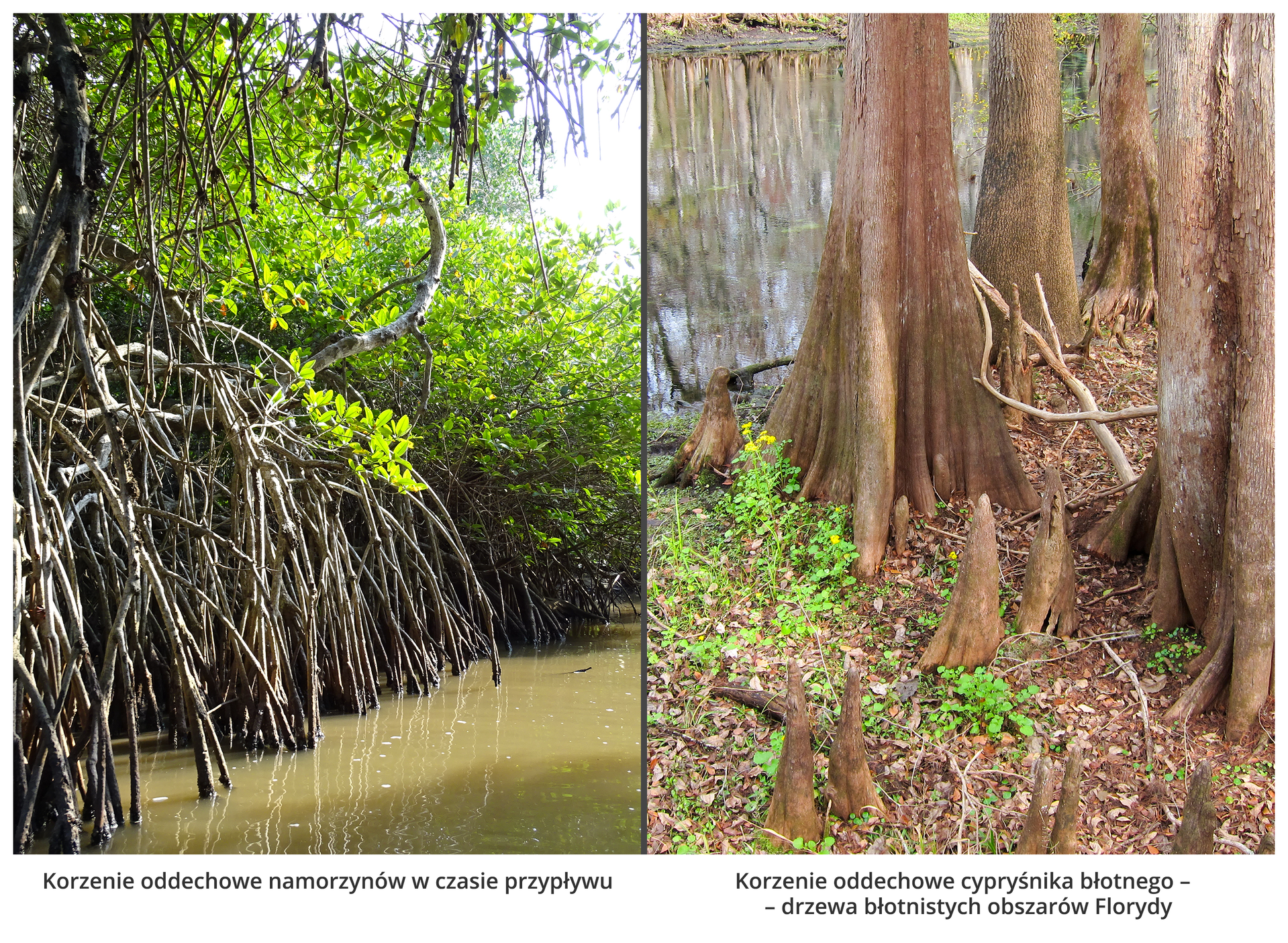 Fotografie przedstawiają korzenie oddechowe. Po lewej są wysokie, cienkie korzenie drzew nad wodą. Wysoko nad nimi znajdują się gałęzie z liśćmi. To namorzyny. Po prawej drzewa o jasnej korze rosną w błotach Florydy. Ich korzenie rosną do góry, wystając z mokrego podłoża. Między nimi rosną niewielkie, żółto kwitnące rośliny.