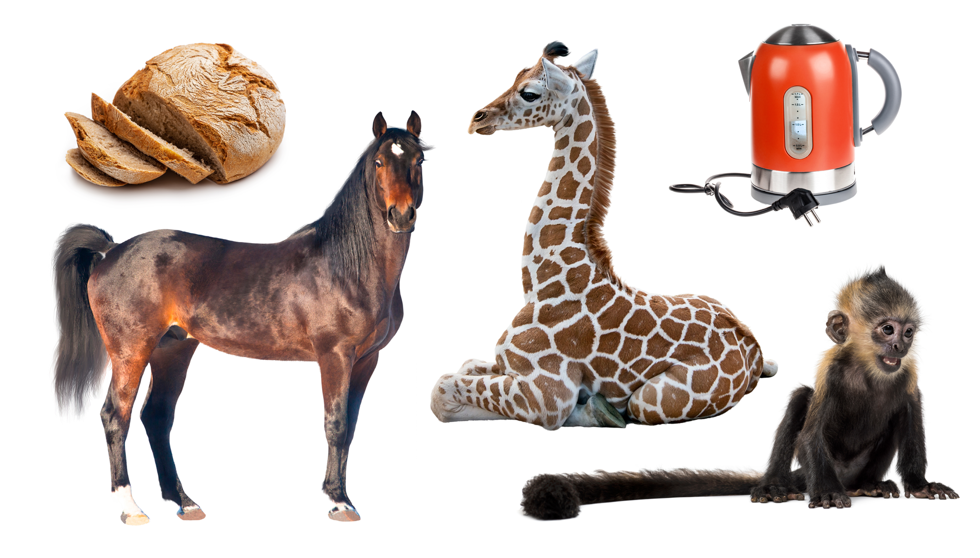 Ilustracja przedstawia: czajnik elektryczny, konia, małpę, żyrafę oraz chleb częściowo pokrojony na kromki.