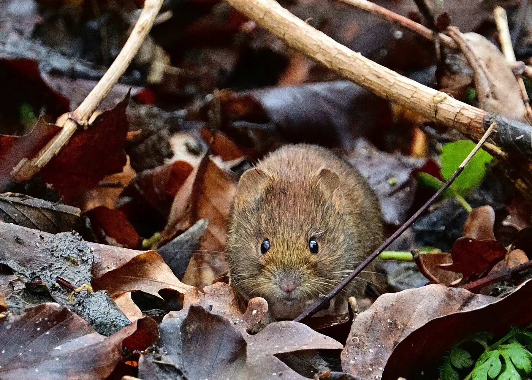 Zdjęcie jasnobrązowej nornicy między liśćmi jesienią.