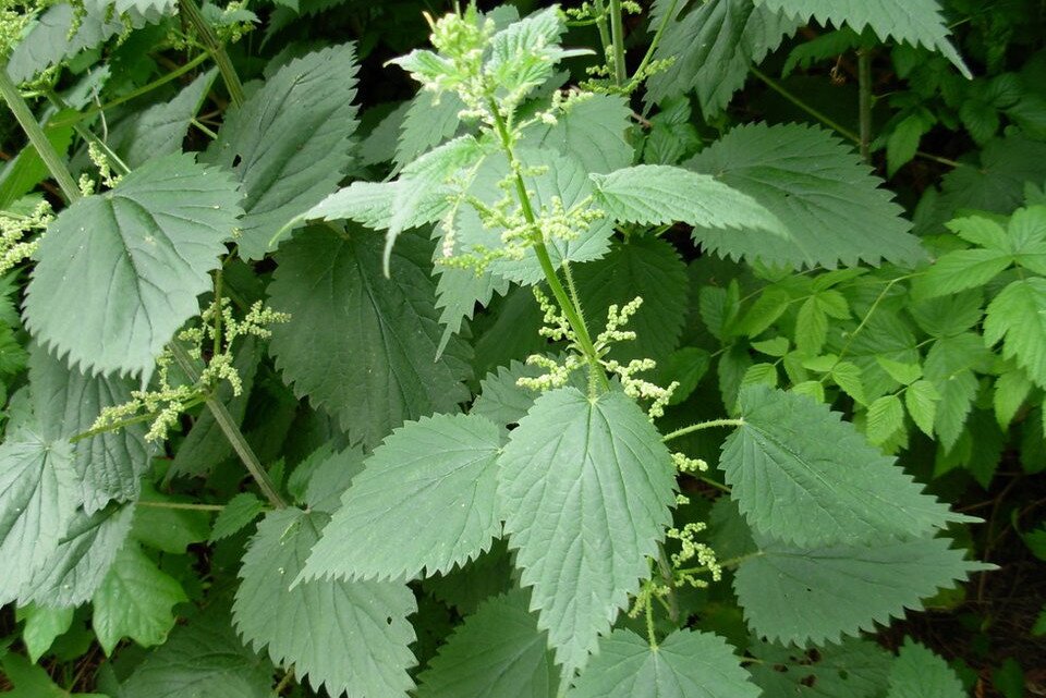 Fotografia kolorowa przedstawia kilka pokrzyw rosnących obok siebie.