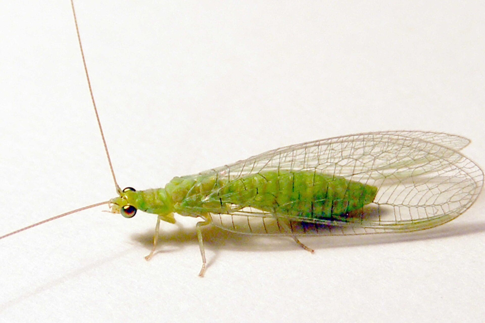 Fotografia małego, zielonego owada o długich i cienkich czułkach na głowie, dużych, błyszczących oczach i przezroczystych, delikatnych skrzydłach znacznej wielkości.