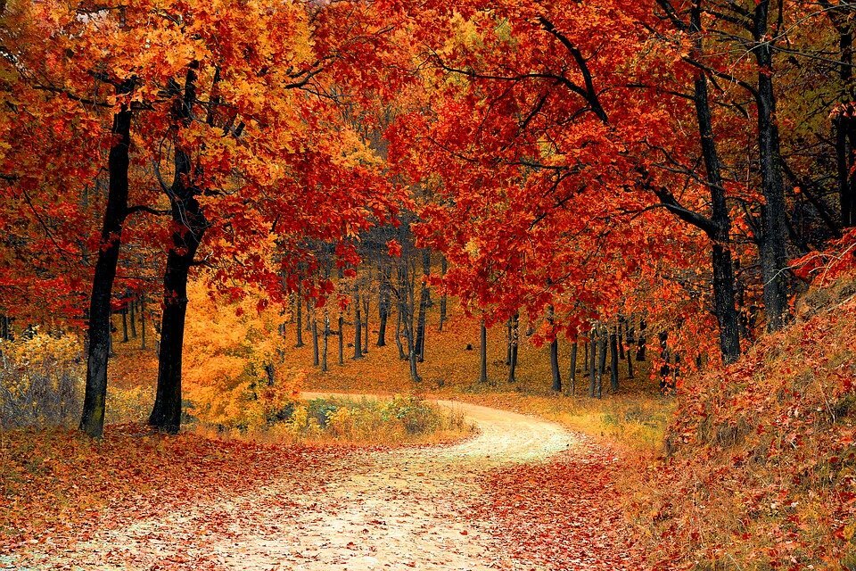 Jesienny krajobraz w lesie. Liściaste drzewa w kolorze pomarańczowym i czerwonym. Liście leżą też na dróżce.