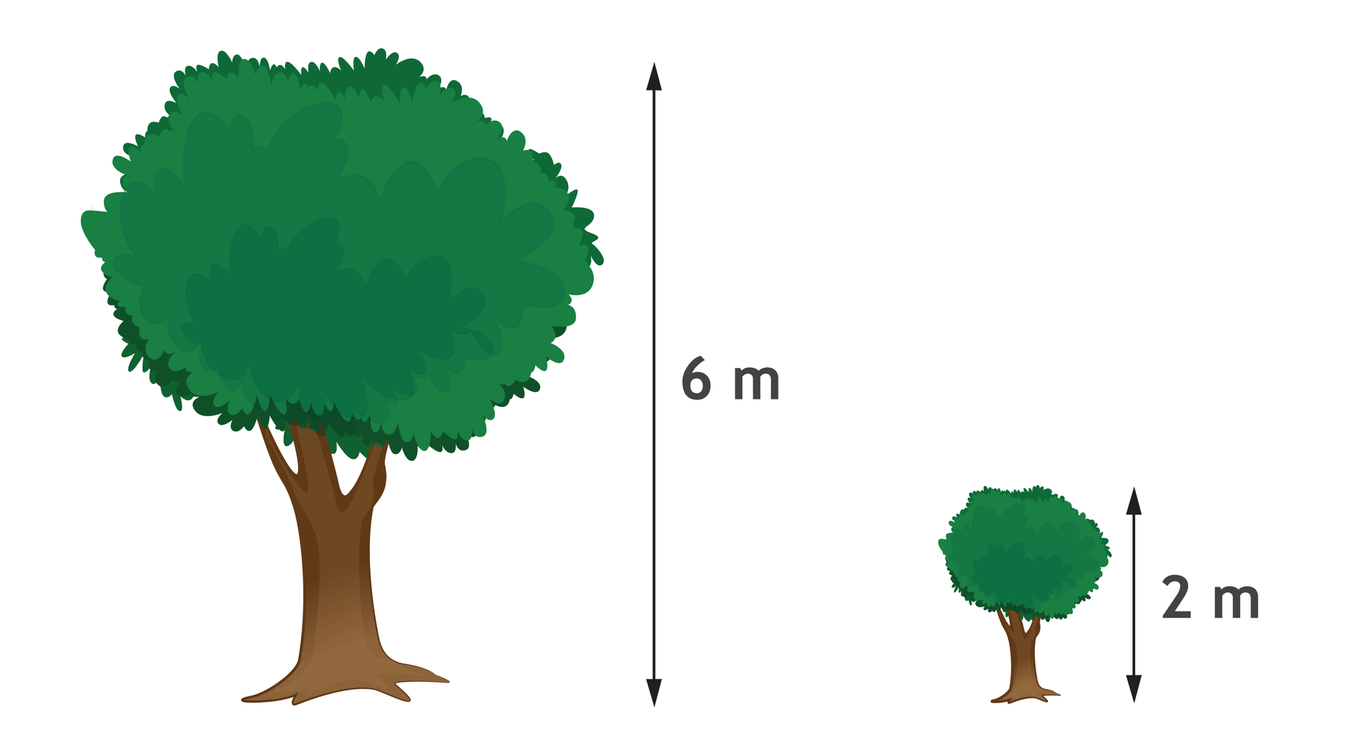 Rysunek dwóch drzew. Wyższe ma 6 metrów wysokości, niższe 2 metry.