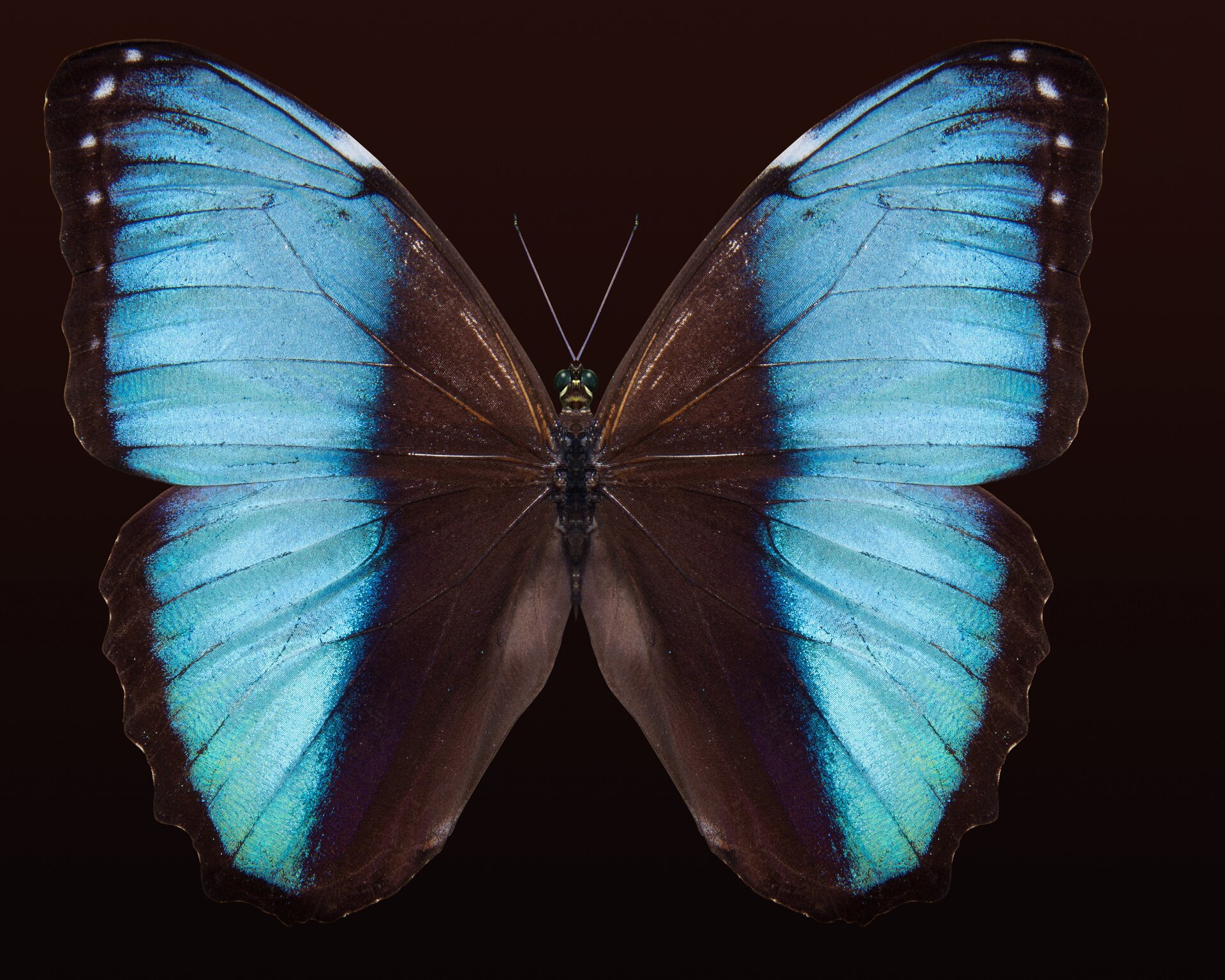 Ilustracja przedstawia motyla. Od strony odwłoka i tułowia skrzydła mają kolor ciemnobrązowy, w tym kolorze jest także brzeg skrzydeł. Środkowa część skrzydeł jest intensywnie niebieska.