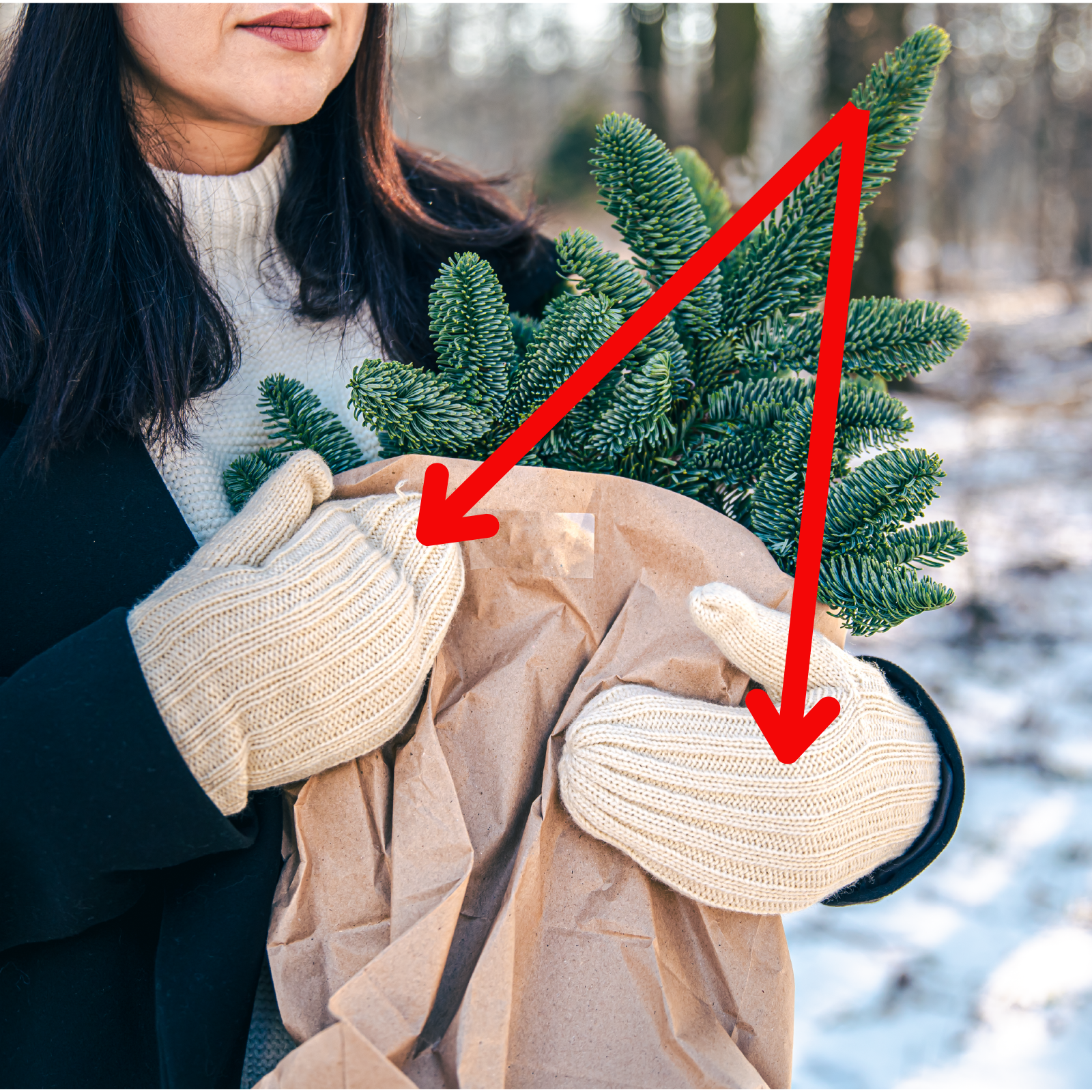 Zdjęcie przedstawia kobietę w płaszczu, która niesie małe drzewko iglaste. Czerwone strzałki wskazują na jej białe rękawiczki.