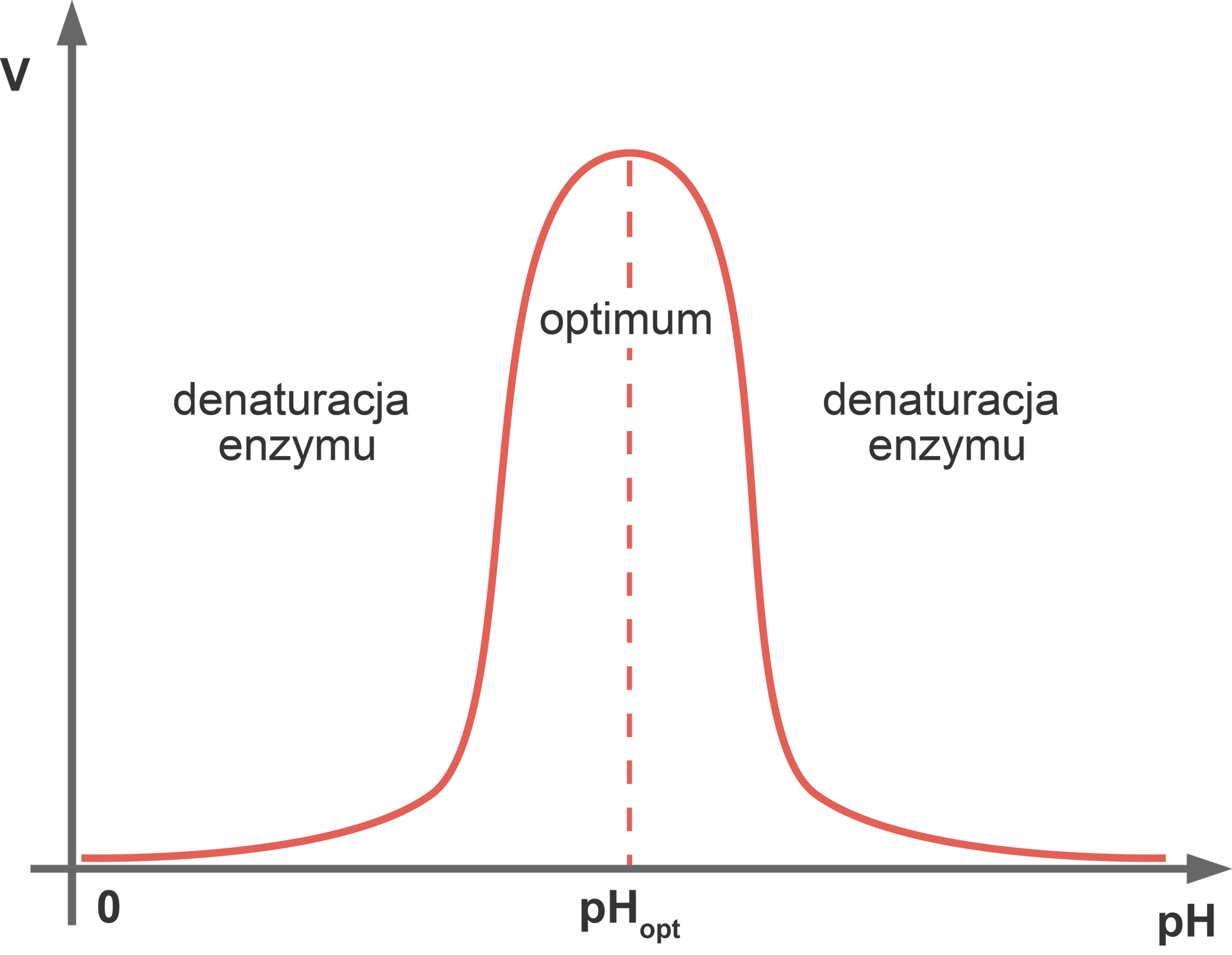 Wykres przedstawia wpływ pH na szybkość reakcji enzymatycznej. Od wartości 0 krzywa gwałtownie rośnie, po czym gwałtownie opada. Jest symetryczna. Po lewej i prawej stronie krzywej napis denaturacja enzymu. Maksimum wartości pH opisano jako optimum.  