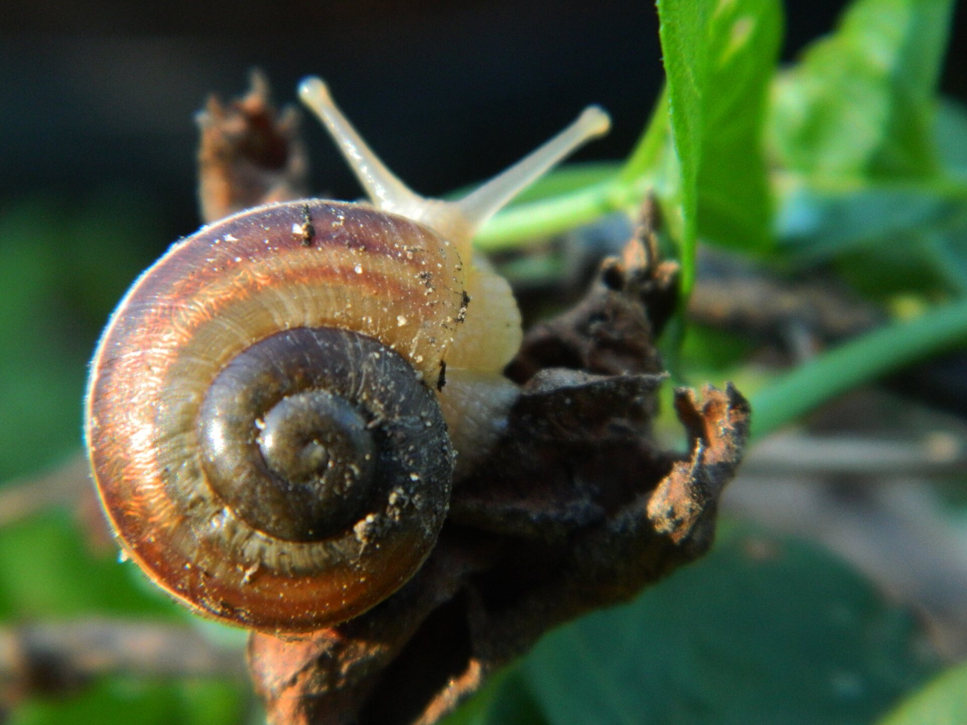 Fotografia przedstawiająca ślimaka w skorupie na gałęzi. W tle znajduje się liść. Na pierwszym planie jest muszla ślimaka, która posiada złotą proporcję w swoim kształcie w postaci spirali. Uszy ślimaka wystają zza muszli. 