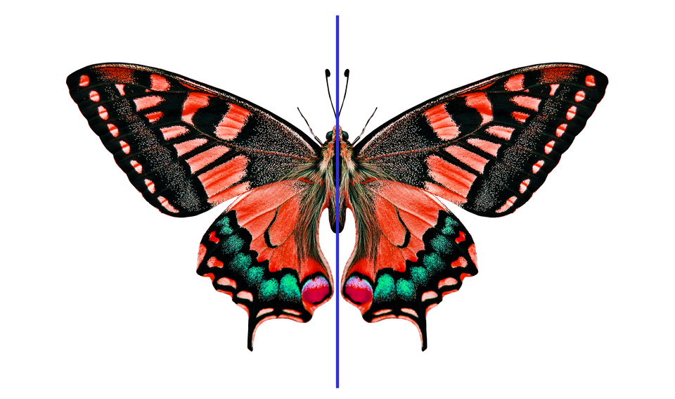 Ilustracja przedstawia kolorowego motyla. Na jego tułowiu poprowadzono prostą. Oznacza ona, że skrzydła owada są symetryczne. 