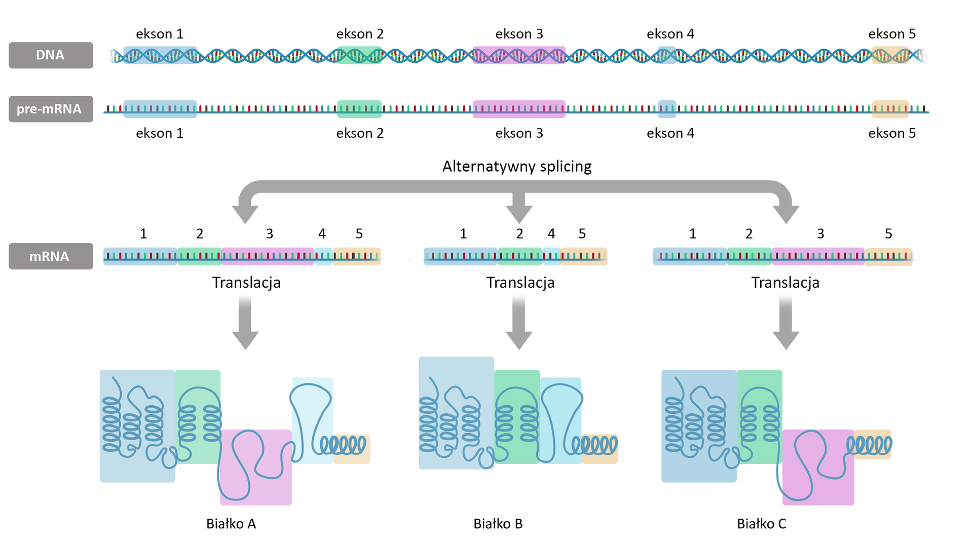 Na ilustracji znajduje się ogólny schemat alternatywnego splicingu. Przedstawiony gen składa się z 5 eksonów (różnokolorowych i różnej długości linii na łańcuchu DNA) oraz znajdujących się pomiędzy nimi intronów (nieoznaczonych fragmentów nici DNA) wyodrębnionych z długiego łańcucha DNA . Po transkrypcji powstaje pre‑mRNA – prosta nić z krótkimi, odchodzącymi w górę, prostopadłymi do siebie liniami, zawierające wszystkie eksony i introny. W wyniku alternatywnego splicingu mogą powstać 3 różne białka, zwane izoformami, zawierające domeny kodowane przez odpowiednie eksony (dla rozróżnienia poszczególnym eksonom oraz kodowanym przez nie domenom białkowym przyporządkowane zostały różne kolory). Pod trójdzielną strzałką z napisem: alternatywny splicing widnieją trzy fragmenty mRNA złożone z kombinacji różnego koloru fragmentów białek. Białko A składa się z domen kodowanych przez wszystkie pięć eksonów, białko B z domen kodowanych przez eksony 1, 2, 4 i 5, podczas gdy białko C składa się z domen kodowanych przez eksony 1, 2, 3 i 5. W ten sposób na podstawie jednego pre‑mRNA powstały trzy różne białka.