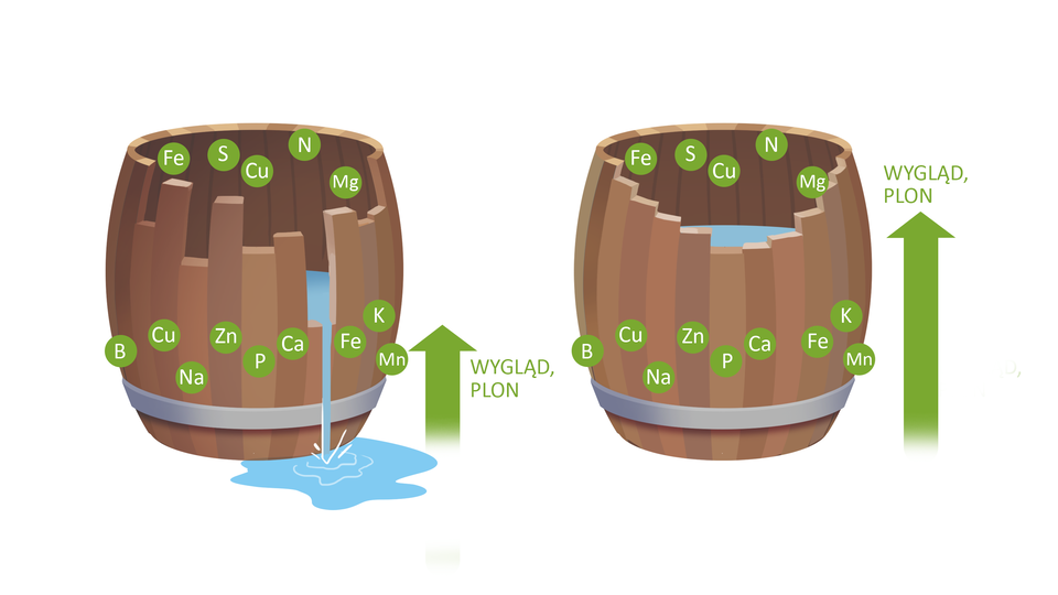 Grafika przedstawia wizualizację prawa minimum Liebiga. Na ilustracji znajdują się dwie beczki. Beczka po lewej posiada klepki różnej długości. Najkrótsza z nich znajduje się w połowie wysokości całej beczki. Wypływa z niej woda. Na beczce znajdują się różne pierwiastki chemiczne. W dole beczki umieszczone są B, Cu, Na, Zn, P, Ca, Fe, K, Mn. W górze zaś Fe, S, Cu, N oraz Mg.  Obok beczki znajduje się zielona strzałka skierowana ku górze opisana jako wygląd i plon. Jest ona długości najkrótszej klepki.  Beczka po prawej stronie posiada klepki schodzące schodkowo do najkrótszej, która ma długość około trzech czwartych wysokości całej beczki. W dole beczki umieszczone są B, Cu, Na, Zn, P, Ca, Fe, K, Mn. W górze zaś Fe, S, Cu, N oraz Mg.  Obok beczki znajduje się zielona strzałka skierowana ku górze opisana jako wygląd i plon. Jest ona długości najkrótszej klepki. Strzałka przy beczce prawej jest znacznie dłuższa od strzałki przy beczce lewej. 