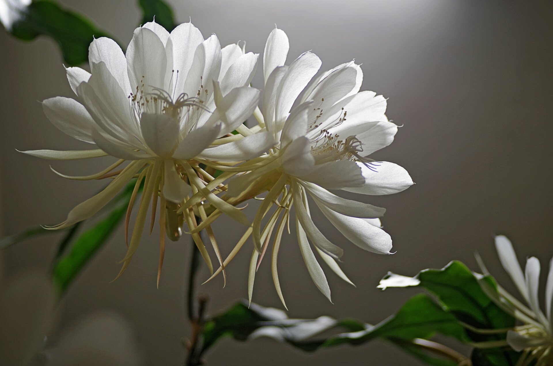 Fotografia przedstawia białe kwiaty, otwierające się nocą. 