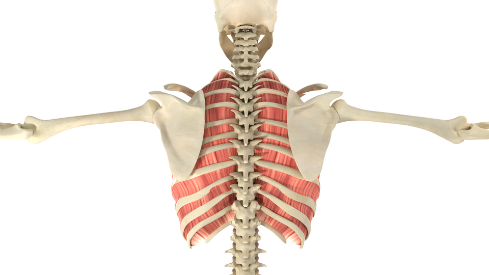 Ilustracja przedstawia szkielet człowieka widziany od tyłu. Po środku biegnie kręgosłup. Po bokach są poziome kości żebrowe, między którymi znajdują się jasnoróżowe mięśnie z pionowymi włóknami.
