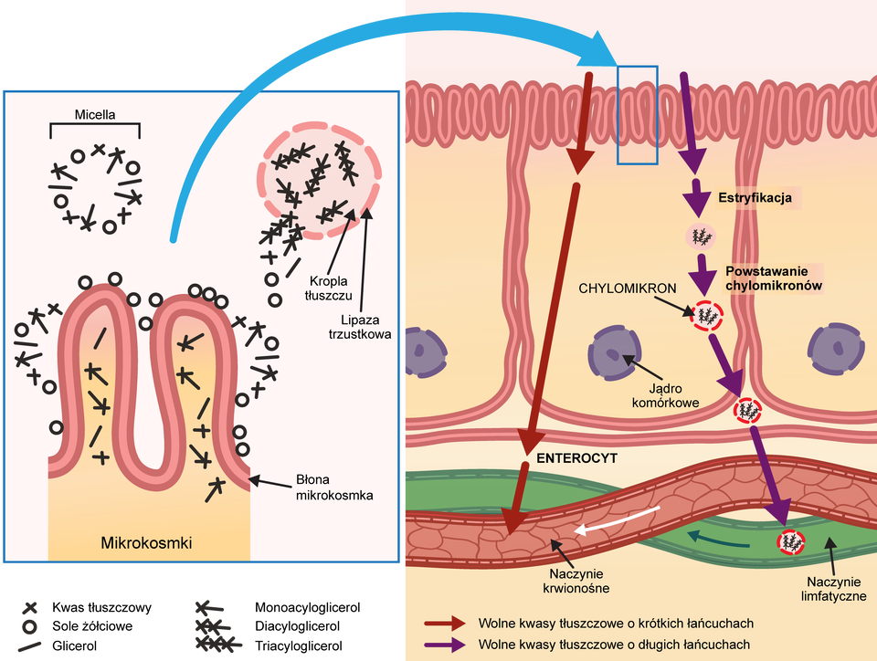 Na schemacie widoczny jest transport produktów trawienia tłuszczów. Z lewej strony znajduje się ilustracja, która przedstawia micellę w formie okręgu zbudowanego z soli żółciowych, glicerolu, kwasów tłuszczowych i monoacyloglicerolu, a obok niej kropla tłuszczu złożona z diacyloglicerolu i triacyloglicerolu, która rozpada się pod wpływem lipazy trzustkowej. Przez błonę mikrokosmków w kosmkach jelitowych przenika monoacyloglicerol i glierol, a także kwasy tłuszczowe, sole żółciowe pozostają na zewnątrz. Na ilustracji z prawej strony widoczne jest przenikanie wolnych kwasów tłuszczowych do wnętrza organizmu. Wolne kwasy tłuszczowe o krótkich łańcuchach poprzez mikrokosmki za pośrednictwem entyrocytów przenikają do naczyń krwionośnych. Wolne kwasy tłuszczowe o długich łańcuchach również przenikają przez mikrokosmki. Następuje estryfikacja i powstają chylomikrony, które przenikają do naczyń limfatycznych. Na ilustracji powyżej naczyń krwionośnych jest też oznaczone okrągłe jądro komórkowe. 