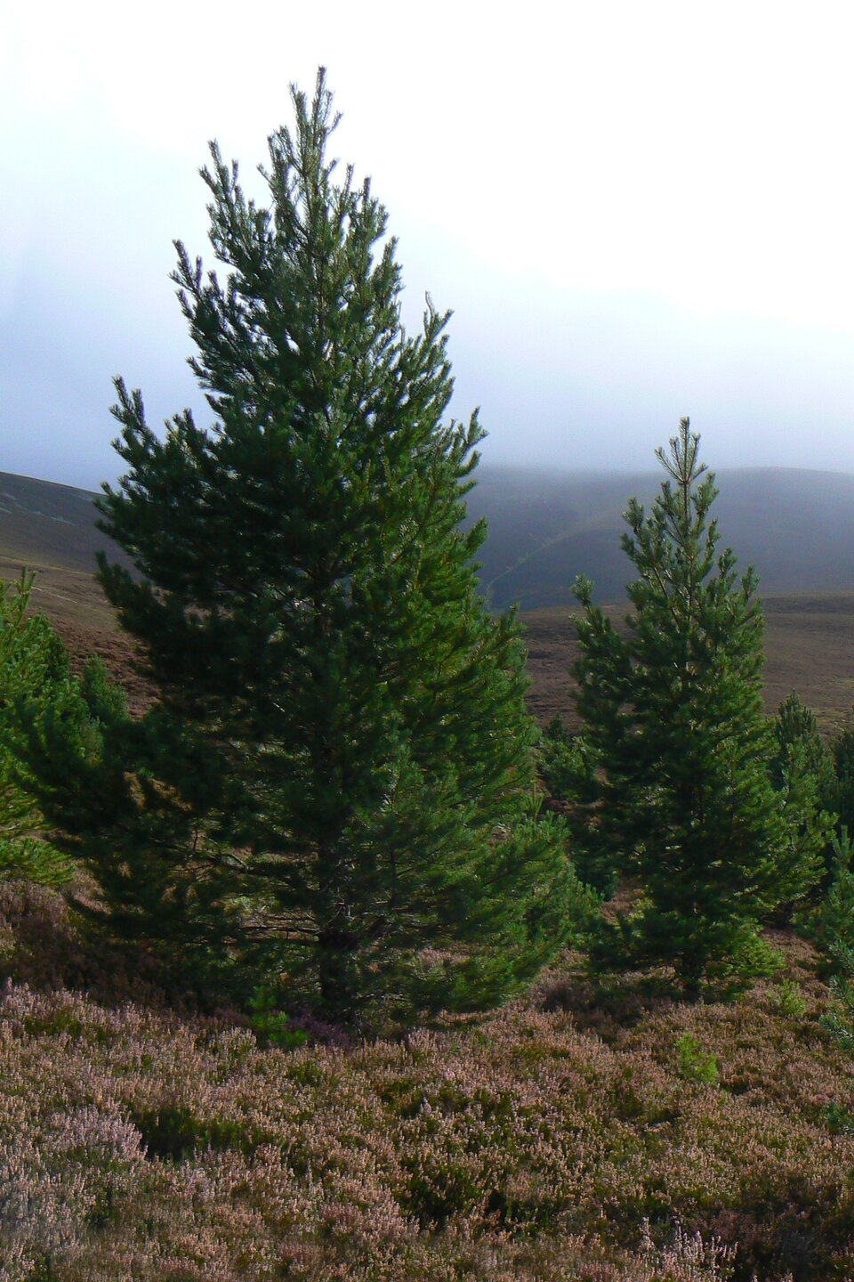Grafika przedstawia sosny zwyczajne. Rosną one w małym skupisku. Ich korona jest rozwinięta równomiernie, stożkowato na całej długości drzewa. 