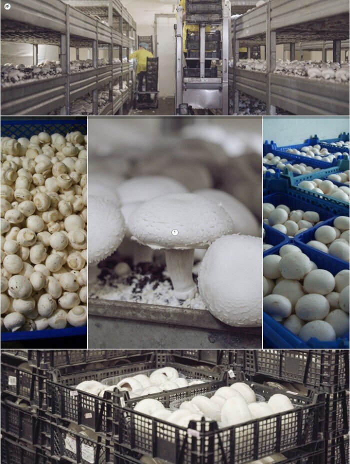 Widok ogólny jednej planszy interaktywnej. Na zdjęciu górnym widoczna jest hala do uprawy pieczarek i pracownik w żółtym kombinezonie. Na czterech zdjęciach pod nim widoczne są pieczarki w różnym stopniu rozwoju i w różnych pojemnikach.