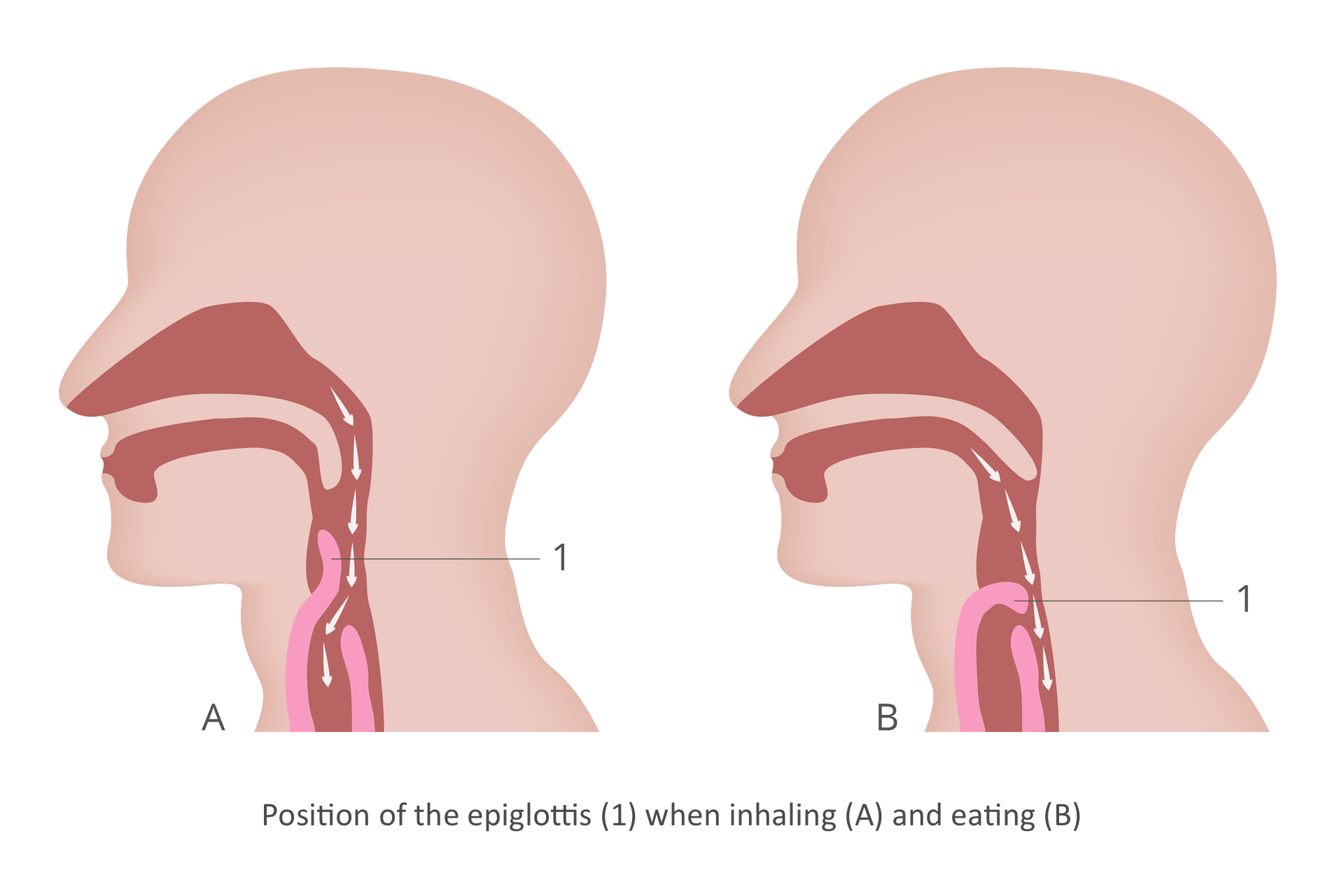 Ilustracja przedstawia z profilu dwie sylwetki głowy człowieka. Wrysowano ciemnoróżowe drogi oddechowe z jasnoróżową nagłośnią, the epiglottis. Po lewej sytuacja przy wdechu, when inhaling: nagłośnia uniesiona do góry, powietrze (strzałki) wchodzi do dróg oddechowych z nosa w dół ku nagłośni, the epiglottis . Z prawej sytuacja przy przełykaniu, when eating: nagłośnia, the epiglottis  opuszczona, drogi oddechowe zamknięte. Pokarm przechodzi do przełyku. 