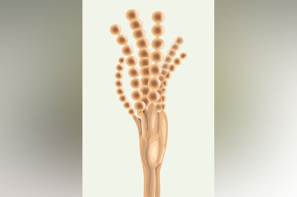 Ilustracja przedstawia jasnobrązowe strzępki Penicillum z zarodnikami, kształt podobny do drzewka z kuleczkowatymi gałęziami. Jest to strzępka grzyba pędzlaka z zarodnikami na końcu.
