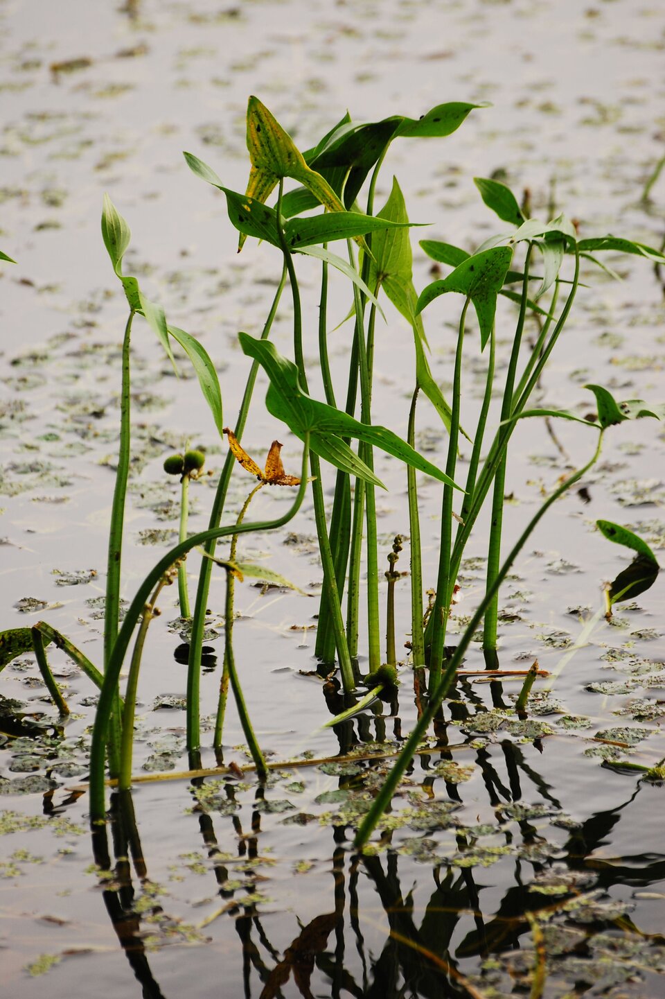 Grafika przedstawia liście strzałki wodnej. Wyrastają one z łodygi nad powierzchnią wody. Mają kształt strzałkowaty. 