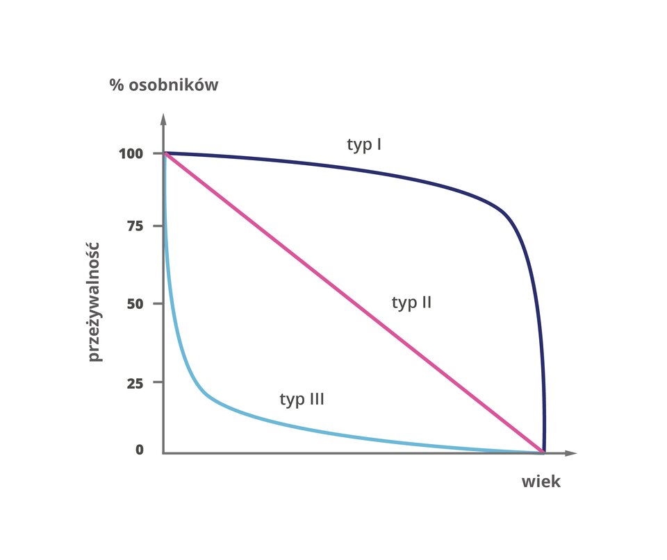 Ilustracja przedstawia trzy typy krzywych przeżywania. Oś pozioma reprezentuje wiek osobników danej populacji, a oś pionowa – procent osobników dożywających danego wieku. Wszystkie trzy krzywe łączą maksimum na osi pionowej  (czyli 100 procent) z maksimum na osi wieku. Pierwsza linia na wykresie (typ pierwszy) ma kształt wypukłego łuku. Druga linia (typ drugi) jest prosta. Trzecia linia (typ trzeci) ma kształt wklęsłego łuku.