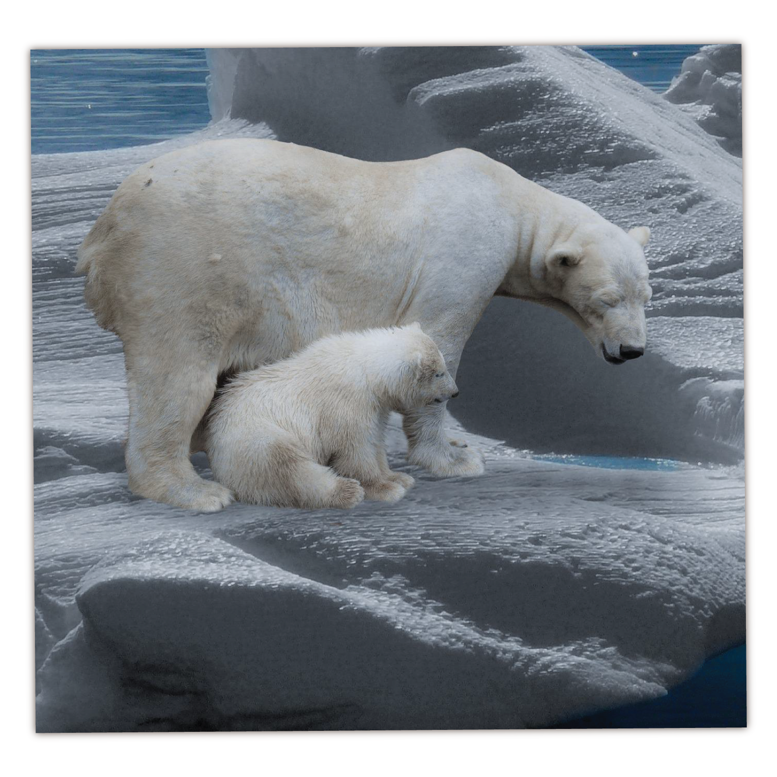 Ilustracja przedstawia dorosłego i młodego niedźwiedzia polarnego na lodowcu.