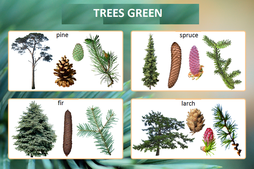 Schemat przedstawiający fotografie trees green: pine, spruce, fir, larch, z wyszczególnieniem ich liści, owoców i kwiatów.
