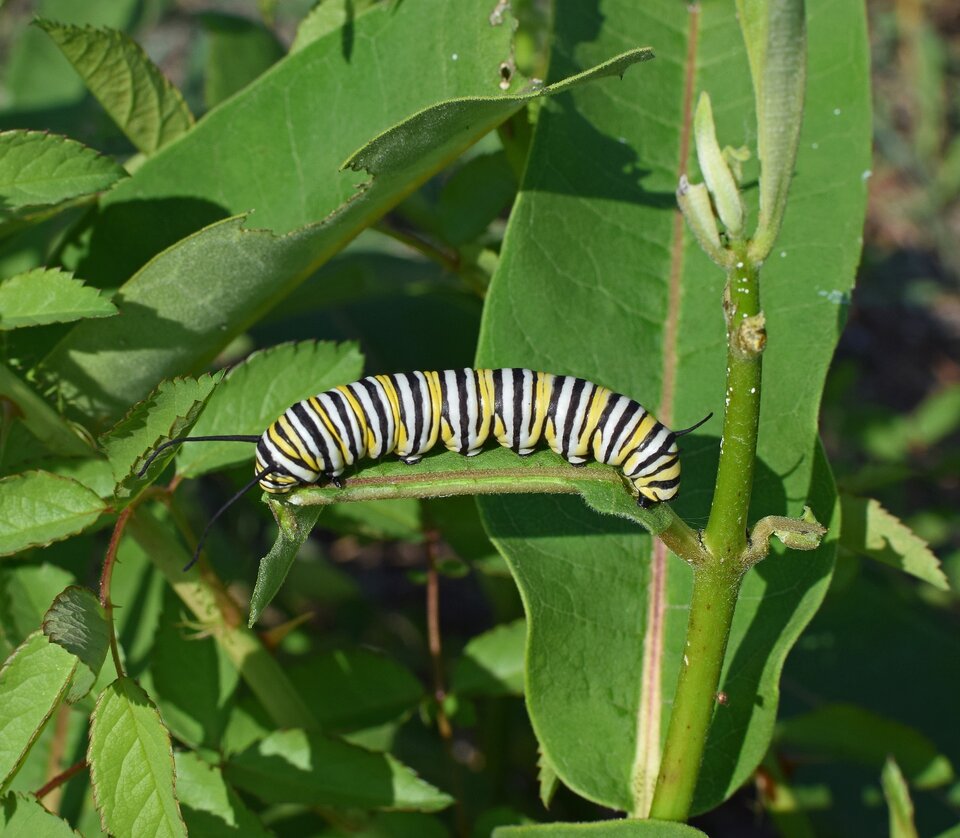 Zdjęcie przedstawia dużą, kolorową larwę motyla monarchy (Danaus plexippus), która zjada liście. Larwa ma prążkowany wzór. Składa się on z pasków białych, żółtych, czarnych. Na głowie i odwłoku widoczne są czarne czułki.