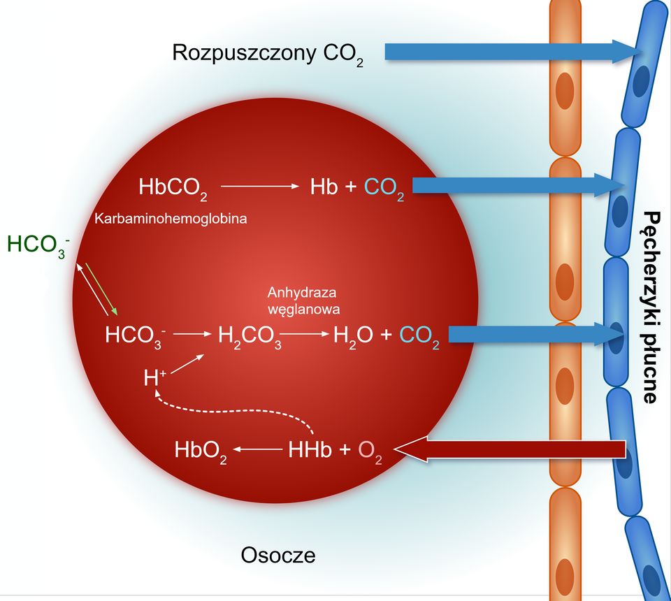 Ilustracja przedstawia transport dwutlenku węgla z krwi do płuc. Na ilustracji w czerwonym kole symbolizującym erytrocyt umieszczono trzy równania reakcji. Po prawej stronie koła znajdują się pęcherzyki płucne. Pomiędzy czerwonym kołem a komórkami są strzałki. Pod czerwonym kołem jest napis osocze. Pierwsza strzałka od góry ilustracji biegnąca od komórki w stronę pęcherzyków oznacza rozpuszczony C O indeks dolny, dwa, koniec indeksu dolnego. Kolejna strzałka poniżej biegnie od równania reakcji zamieszczonego w kole w stronę pęcherzyków. Równanie jest następujące: H b C O indeks dolny, dwa, koniec indeksu dolnego, ⟶ H b, plus, C O indeks dolny, dwa, koniec indeksu dolnego. H b C O indeks dolny, dwa, koniec indeksu dolnego to karbaminohemoglobina. Przy kolejnym równaniu również strzałka biegnie od czerwonego koła w stronę pęcherzyków płucnych. Równanie jest następujące: H C O, indeks dolny, trzy, koniec indeksu dolnego, indeks górny, minus, koniec indeksu górnego, ⟶ H indeks dolny, dwa, koniec indeksu dolnego, C O indeks dolny, trzy, koniec indeksu dolnego, ⟶ H indeks dolny, dwa, koniec indeksu dolnego, O, plus, C O indeks dolny, dwa, koniec indeksu dolnego. Przy H C O, indeks dolny, trzy, koniec indeksu dolnego, indeks górny, minus, koniec indeksu górnego znajdują się dwie strzałki skierowane w przeciwną stronę. Prowadzą do anionu chloru znajdującego się poza czerwonym kołem. Katalizatorem w reakcji jest anhydraza węglanowa. Od pęcherzyków płucnych biegnie strzałka w stronę ostatniego równania umieszczonego w czerwonym kole. Równanie jest następujące:  H b O indeks dolny, dwa, koniec indeksu dolnego←H H b, plus, O indeks dolny, dwa, koniec indeksu dolnego. Od HHb biegnie strzałka zaznaczona linią przerywaną do H indeks górny, plus, koniec indeksu górnego, a od kationu wodoru strzałka prowadzi do cząsteczki H indeks dolny, dwa, koniec indeksu dolnego, C O indeks dolny, trzy, koniec indeksu dolnego z poprzedniego równania. 