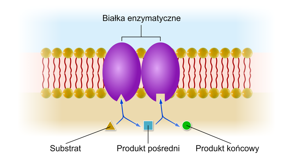 Grafika przedstawia schemat działania białek enzymatycznych. Białka przedstawione są jako dwa fioletowe, owalne elementy, zaczepione w błonie komórkowej. Do znajdującego się po stronie cytozolu receptora przyłącza się substrat (żółty trójkąt). W wyniku połączenia z białkiem enzymatycznym powstaje produkt pośredni (przedstawione jako niebieski kwadrat), który po połączeniu z innym białkiem enzymatycznym ulega obróbce do produktu końcowego (zielone kółko).