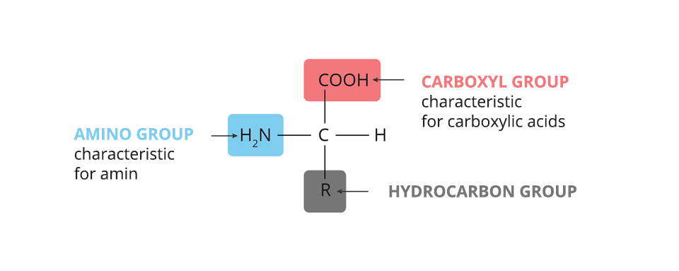Schemat przedstawia charakterystykę kwasów aminowych. Składa się ona z grupy karboksylowej, carboxyl group, ce o o ha, grupy węglowodorowej, hydrocarbon group, er i grupy aminowej, amino group, ha dwa en. 