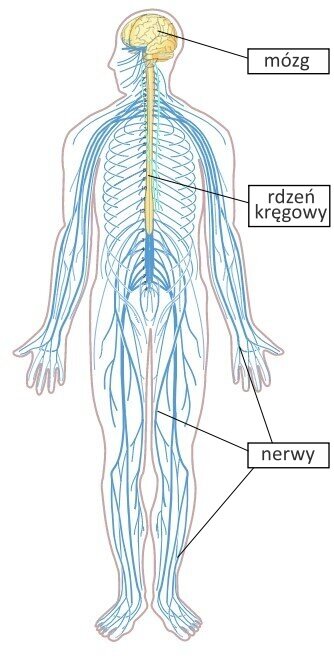 Grafika przedstawia budowę układu nerwowego człowieka. Na postaci człowieka oznaczono kolejno: mózg, rdzeń kręgowy, nerwy. Mózg jest pofałdowany, ma kulisty kształt, składa się z dwóch półkul i znajduje się w głowie. Rdzeń kręgowy jest podłużny, biegnie wzdłuż kręgosłupa. Od mózgu i rdzenia odchodzą liczne cienkie i podłużne nerwy rozgałęziające się na całe ciało.