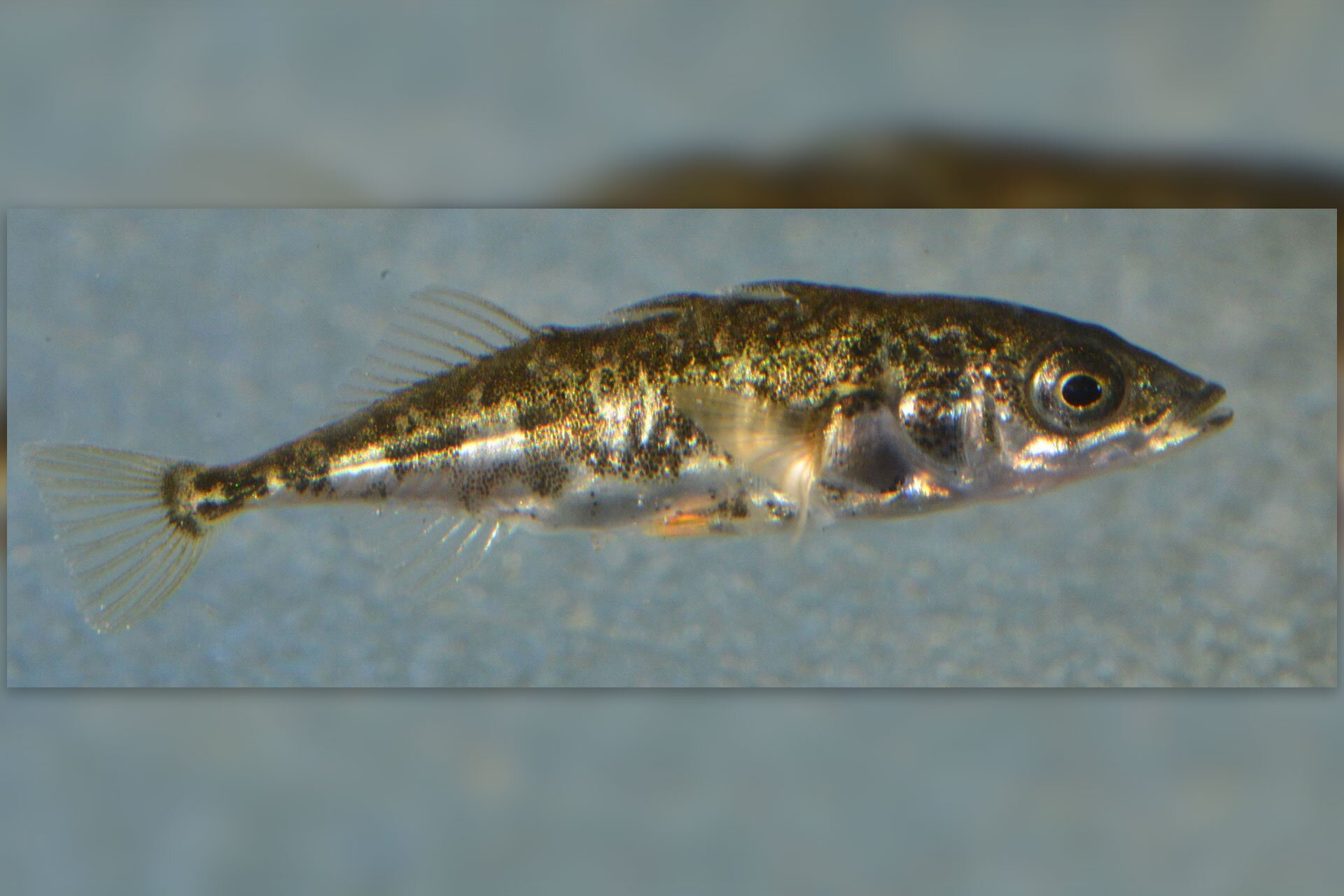 Fotografia prezentuje ciernika pokazanego w powiększeniu. Ciernik jest niewielką rybką o ciele wydłużonym, spłaszczonym bocznie. Pysk ma szpiczasty oraz mały otwór gębowy. Po bokach głowy duże oczy. Na grzbiecie położone trzy kolce. Ubarwienie szarozielone z srebrzystymi bokami. Płetwy przezroczyste.