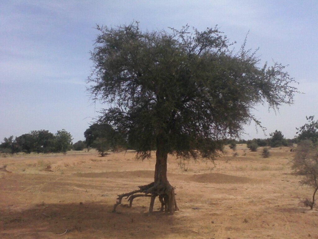 Ilustracja przedstawia drzewo pośrodku pustyni. Ma ono korzenie odsłonięte na skutek wywiewania. W oddali znajduje się więcej pojedynczych drzew i mniejszych krzewów.