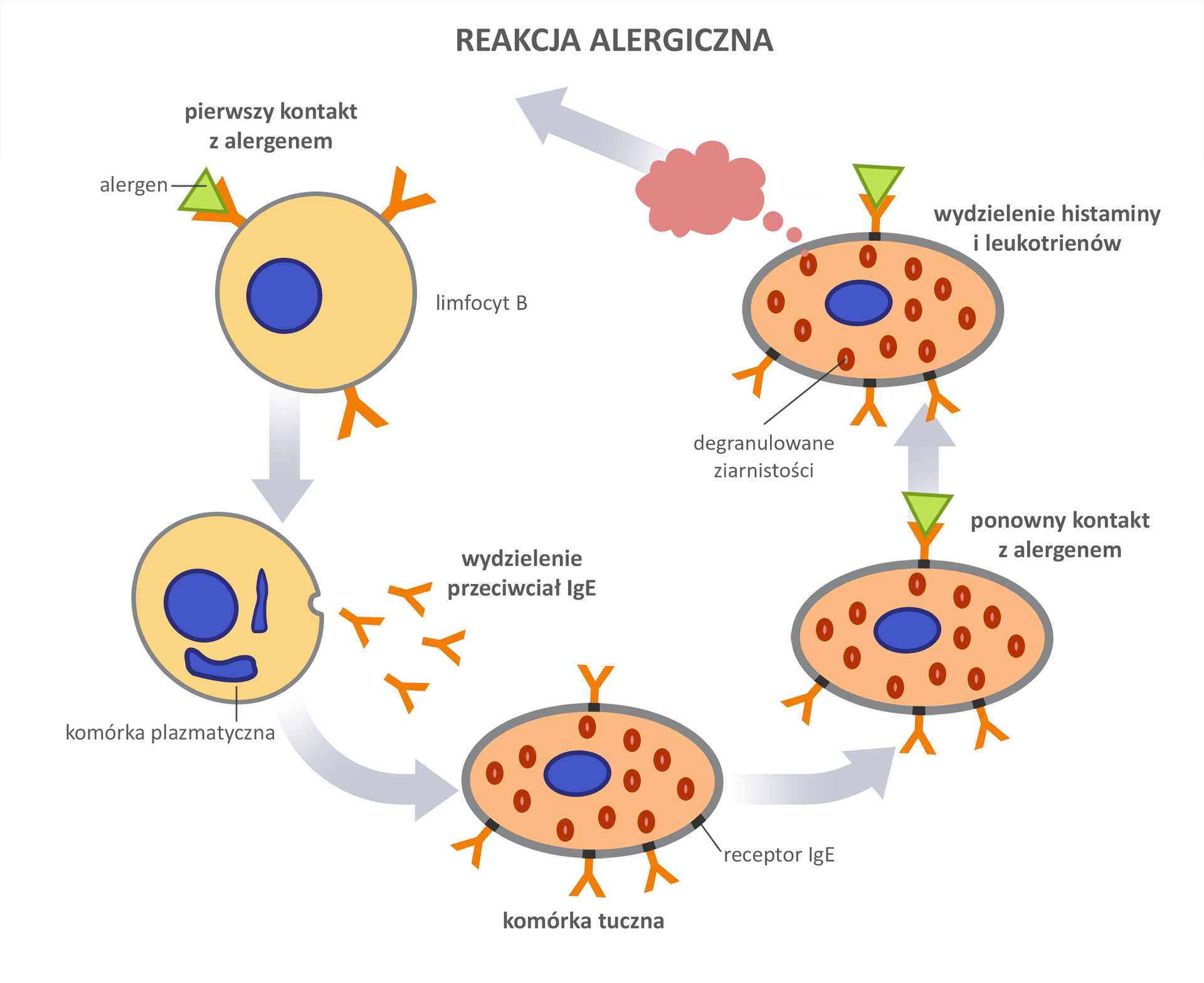 Grafika przedstawia schemat reakcji alergicznej.  1. Dochodzi do pierwszego kontaktu z alergenem. Alergen łączy się z limfocytem B. 2. W limfocycie B powstają komórki plazmatyczne, które odpowiedzialne są za produkcje przeciwciał IgE.  3. Przeciwciała te są wydzielane na zewnątrz, gdzie następnie łączą się z komórką tuczną, posiadającą receptory IgE.  4. Gdy dochodzi do ponownego kontaktu z alergenem, łączy się on z komórką tuczną.  5. Komórka ta wydziela histaminę oraz leukotrieny powodując reakcje alergiczną. 