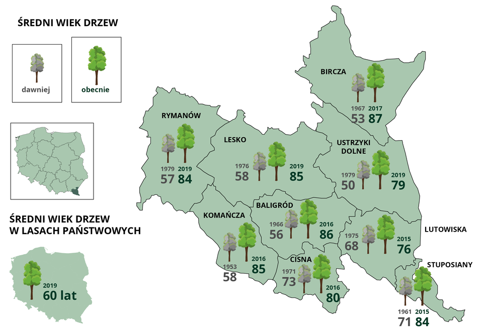 Infografika przedstawia wycinek mapy Polski z fragmentem Karpat. Przedstawia ona informacje na temat średniego wieku drzew ”kiedyś i dziś”. W Rymanowie w 1979 roku wynosił on 57 lat, a w 2019 – 84 lata.  W Lesku w 1976 roku 58 lat, a w 2019 – 85 lat. W Birczy w 1967 roku 53 lata, a w 2017 – 87. W Ustrzykach Dolnych w 1979 roku 50 lat, a w 2019 – 79 lat. W Komańczy w 1953 roku – 58 lat, a w 2016 – 85. W Baligrodzie w 1966 roku – 56 lat, a w 2016 - 86. W Lutowiskach w 1975 roku – 68 lat, a w 2015 – 76. W Cisnej w 1971 roku – 73 lata, a w 2016 – 80 lat. W Struposianach w 1961 roku – 71 lat, a w 2015 – 84 lata.