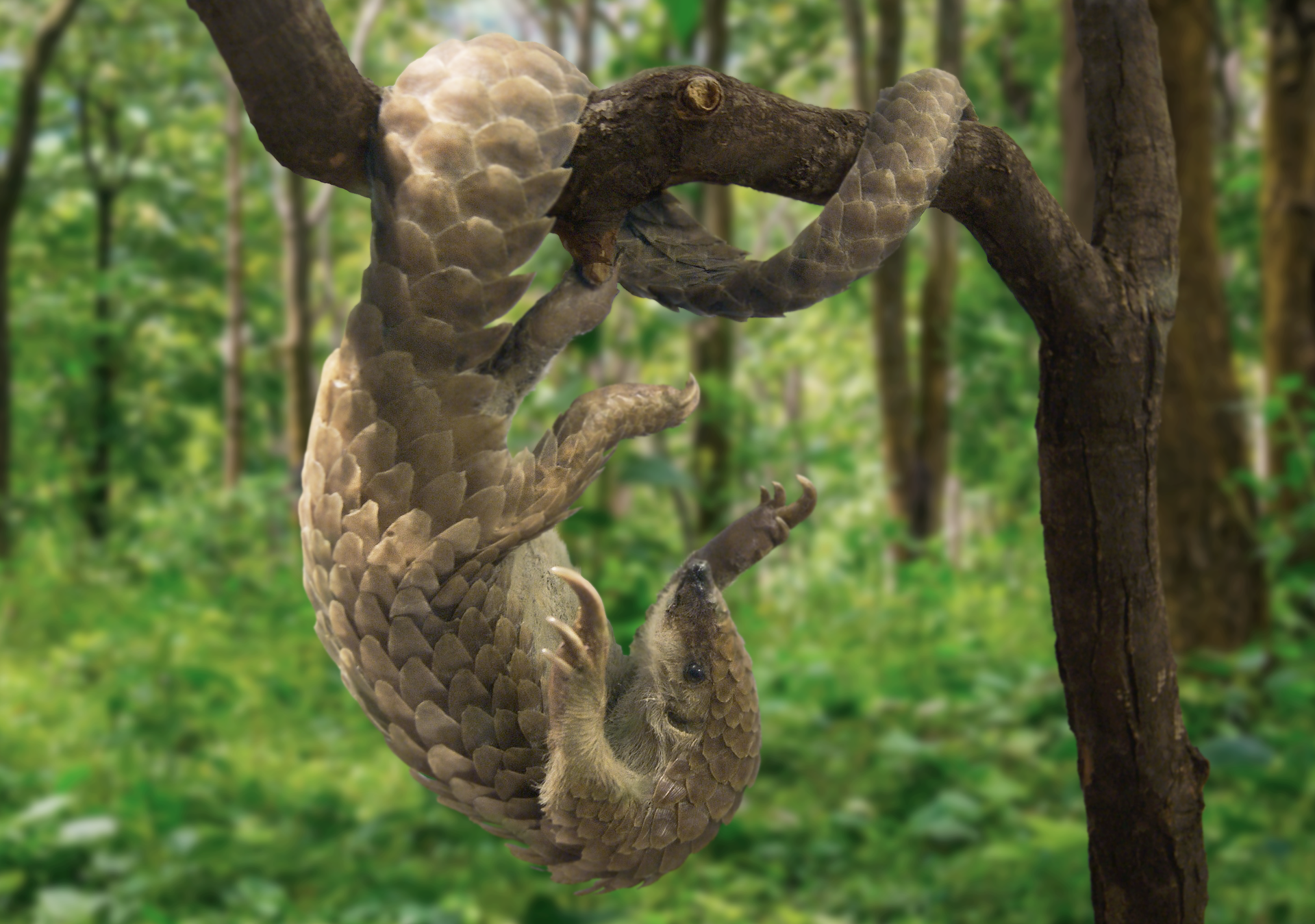 Fotografia przedstawia wnętrze lasu. Z prawej znajduje się ciemnobrązowy pień, od niego odchodzi w lewo gałąź. Wisi na nim do góry nogami brązowy pangolin. Całe ciało ma pokryte dużymi łuskami. Jego gruby i długi ogon jest okręcony wokół konaru. Kończyny zakończone długimi pazurami.