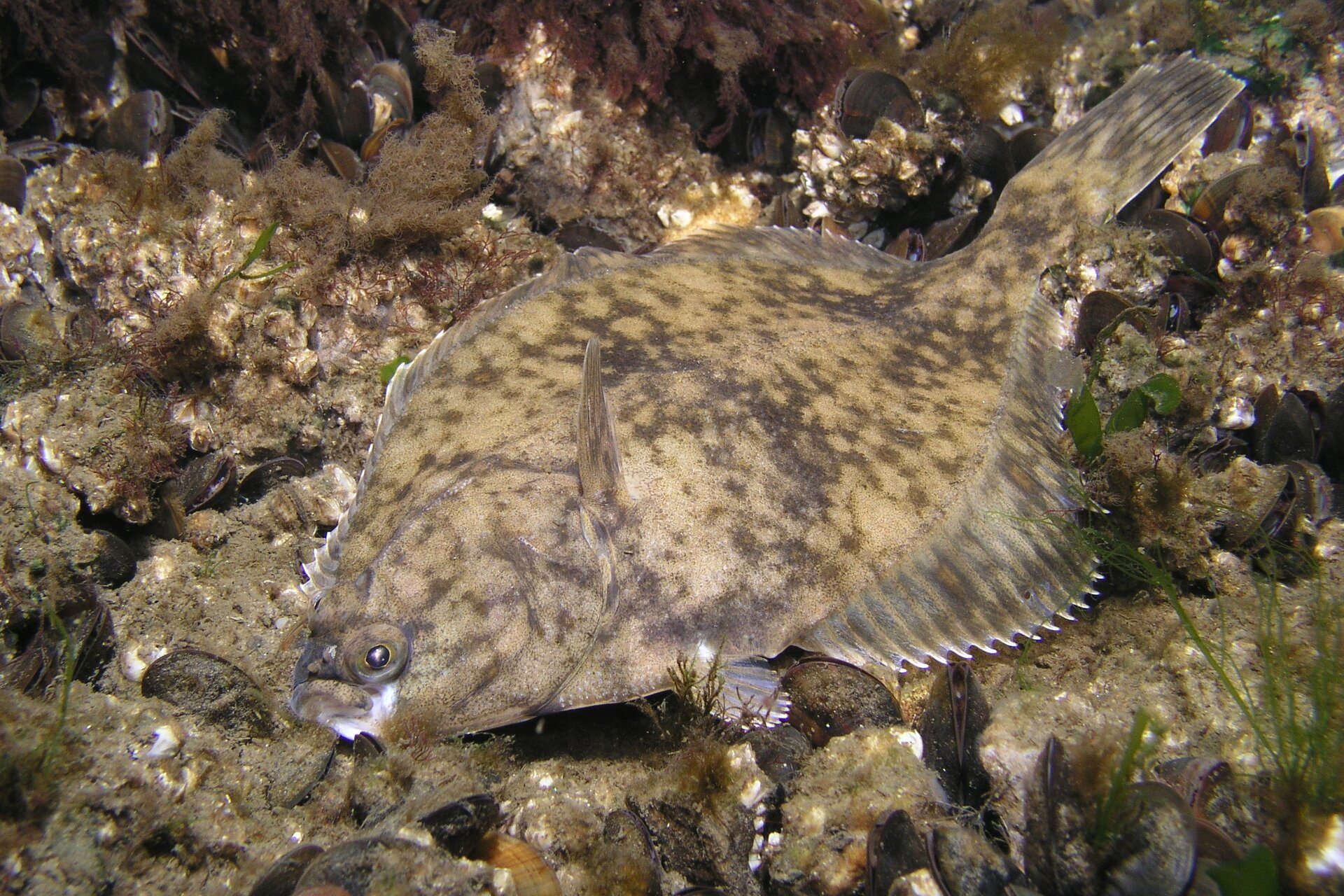 Zdjęcie przedstawia stornię. Ryba ma kształt spłaszczonego rombu. Jest barwy jasnobrązowej z nieregularnie rozmieszczonymi pomarańczowymi plamami. Widoczna jest z prawego boku. Płetwy są wydłużone. Oczy storni znajdują się na prawym boku ciała.