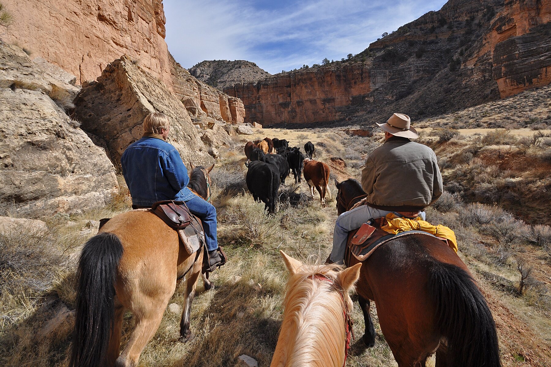Na zdjęciu dwaj kowboje prowadzą bydło przez skalny kanion.